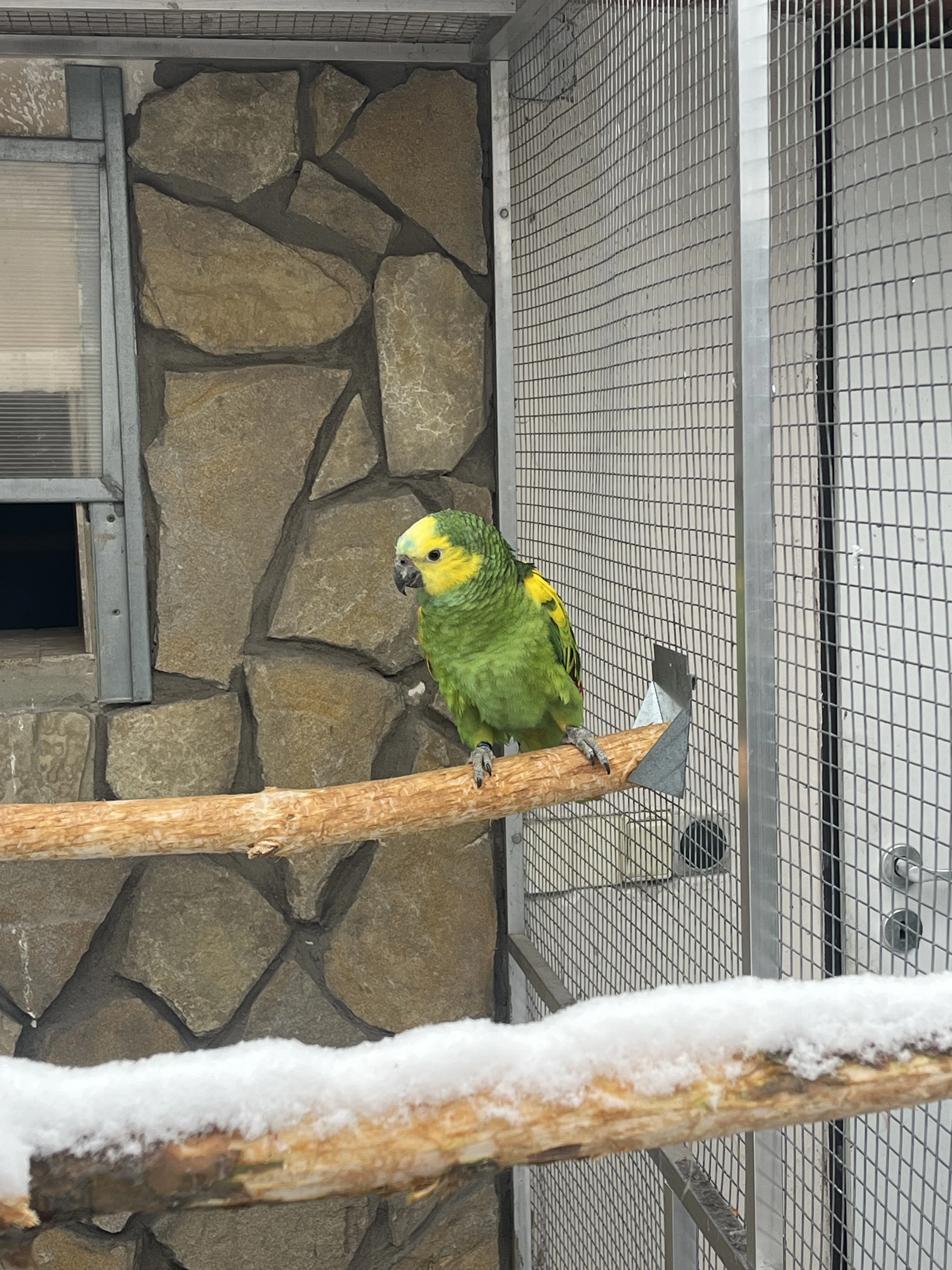 Amazonan modrocel xanthopteryx