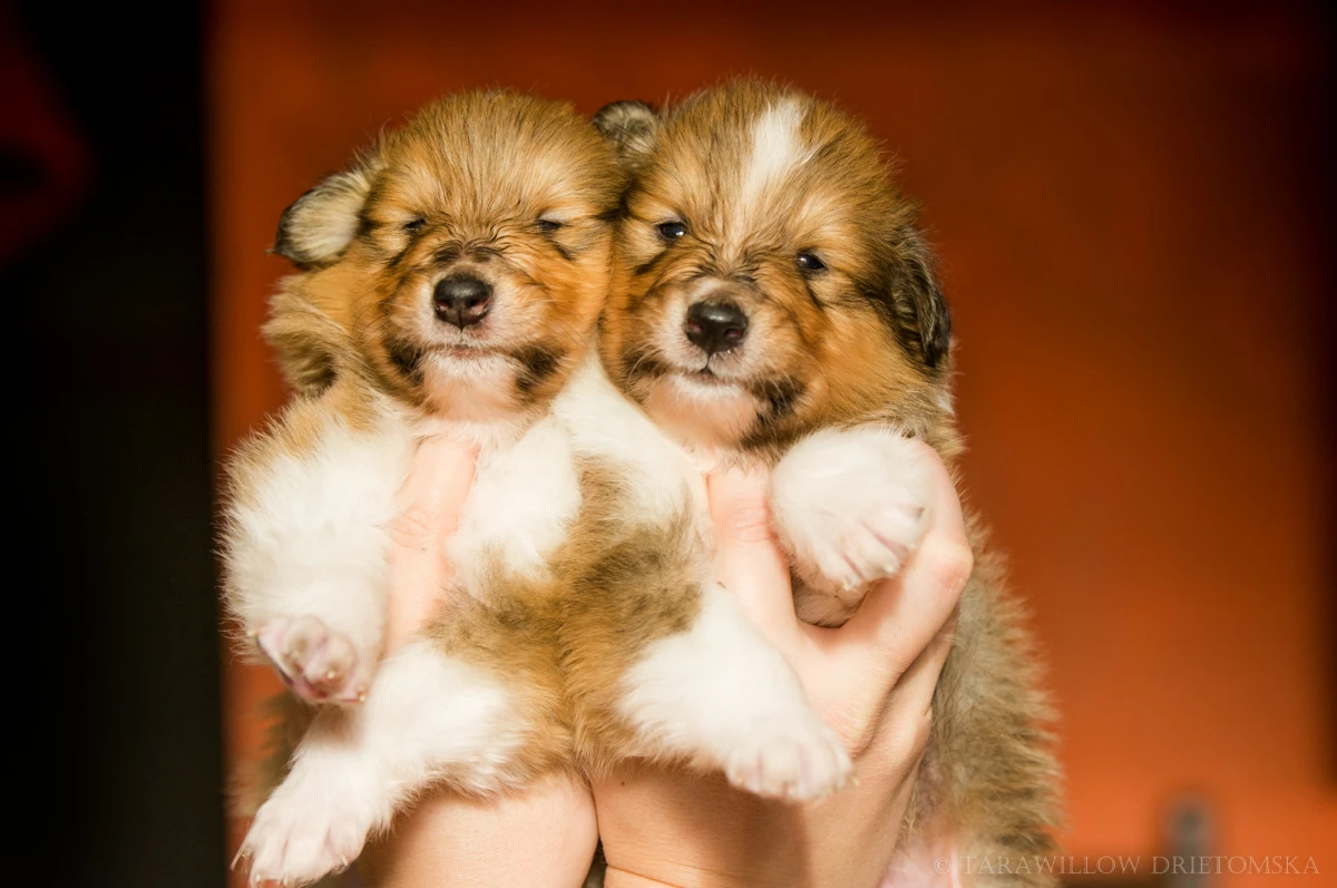 Kolie dlouhosrstá - štěňátka s PP, odber v dubnu