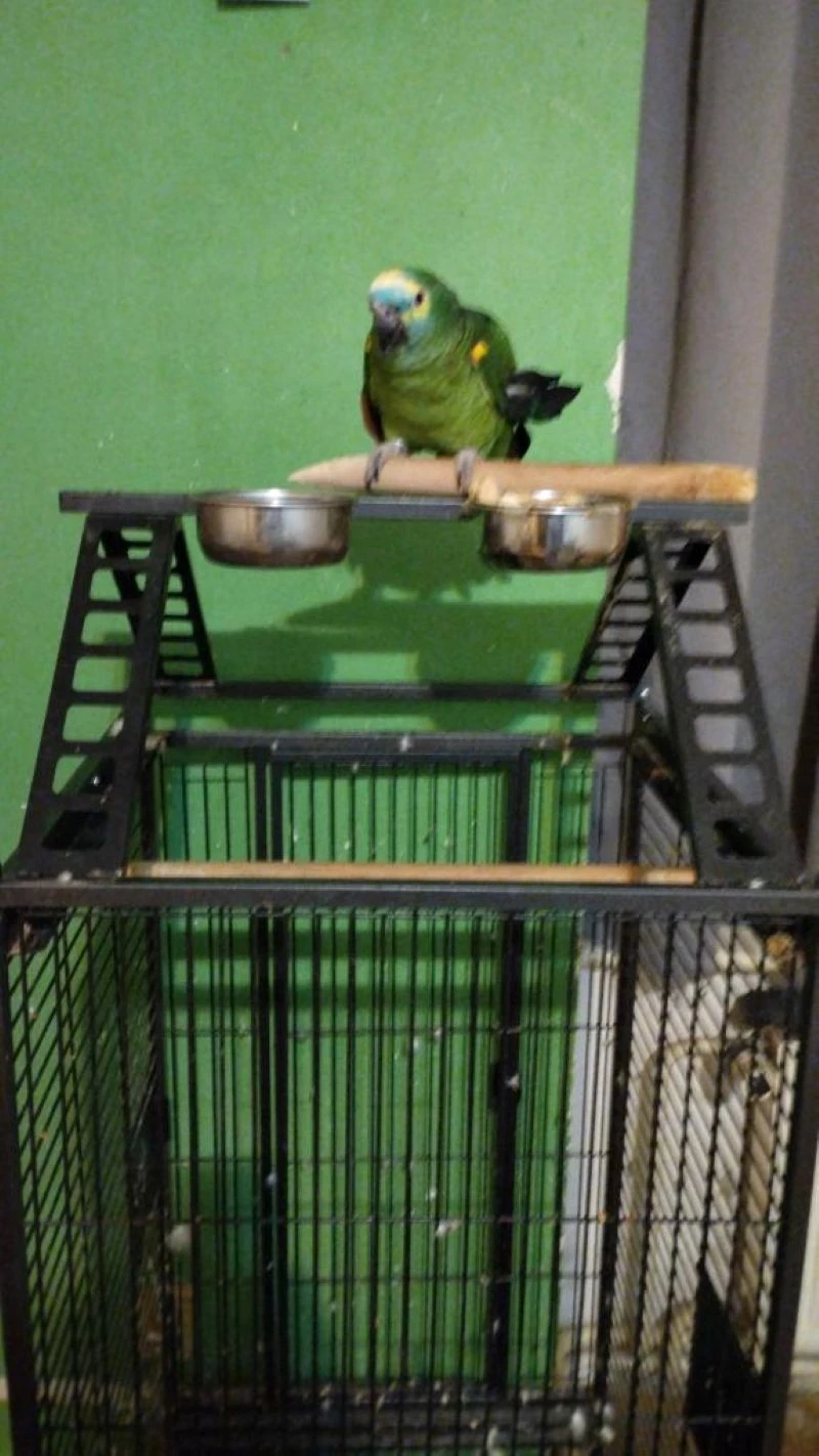 Prodám amazoňana modročelého