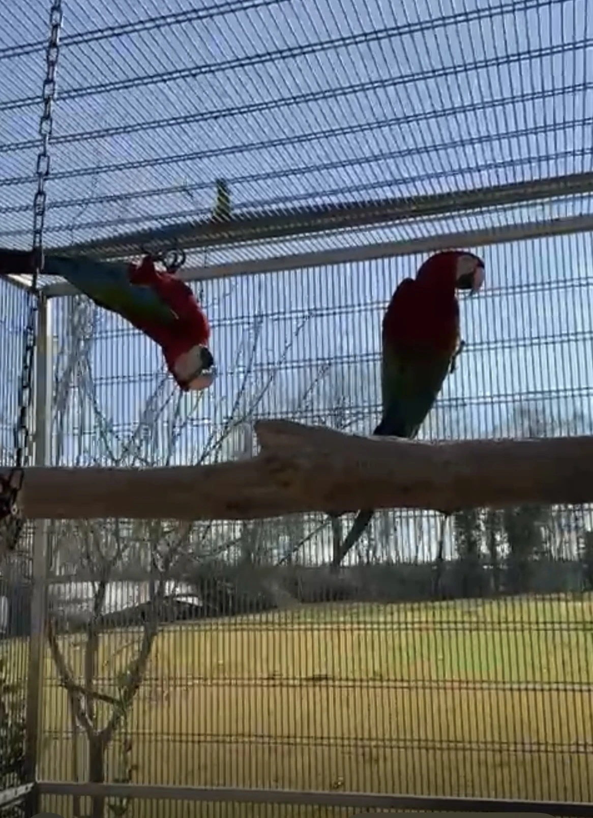 Pár ara chloroptera