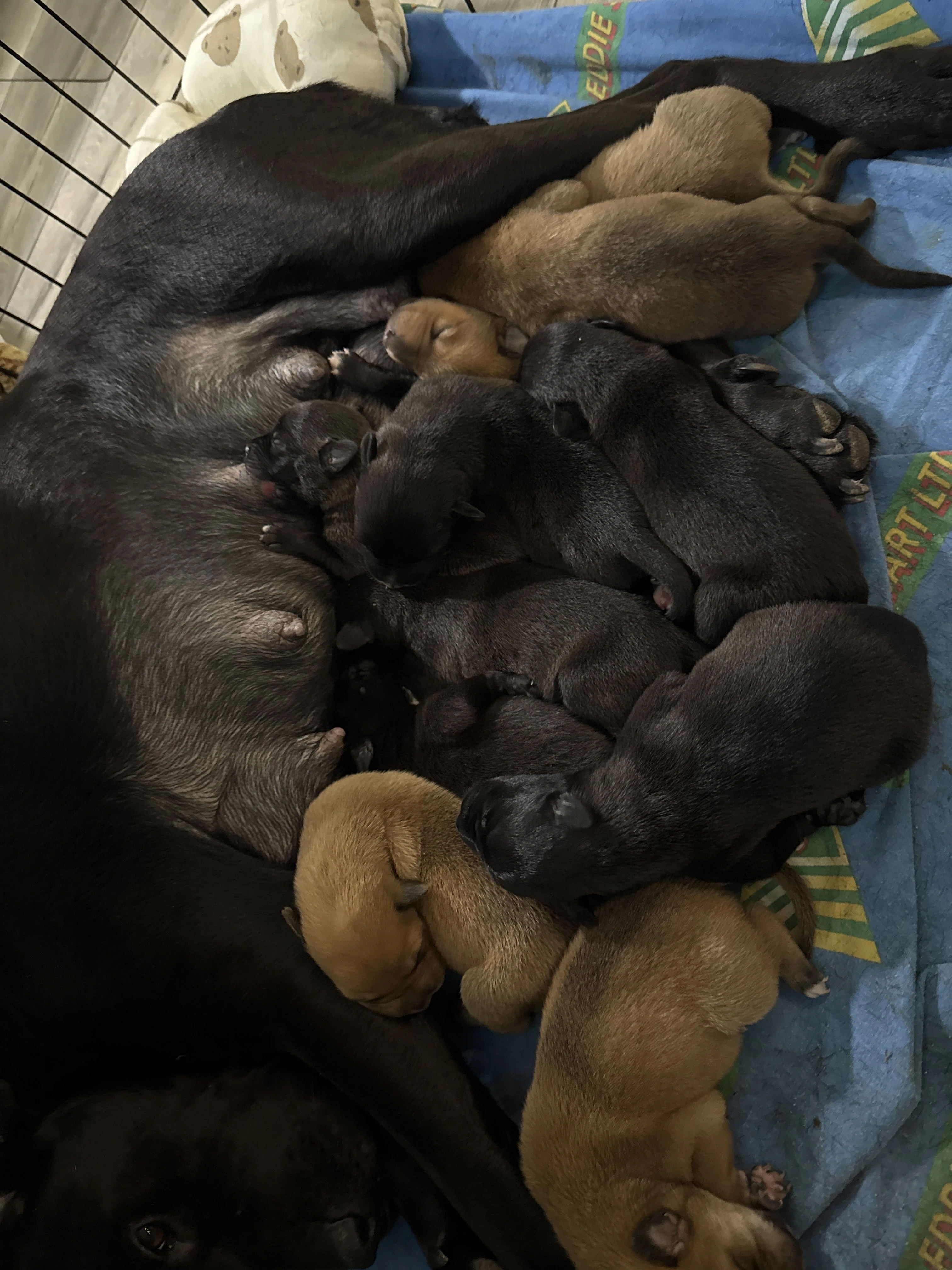 Štěňátka labrador x Border kolie
