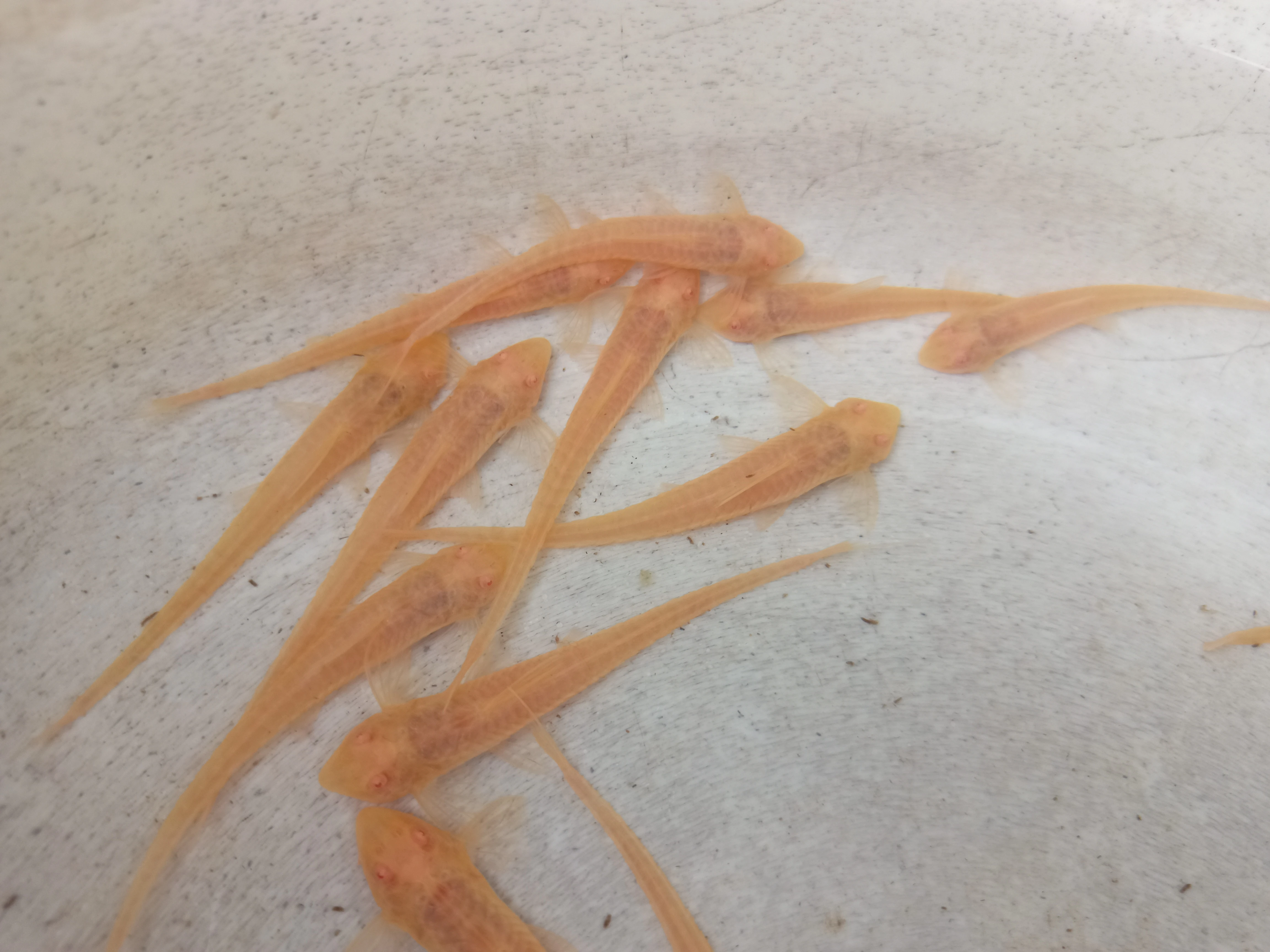 Rineloricaria parva yellow