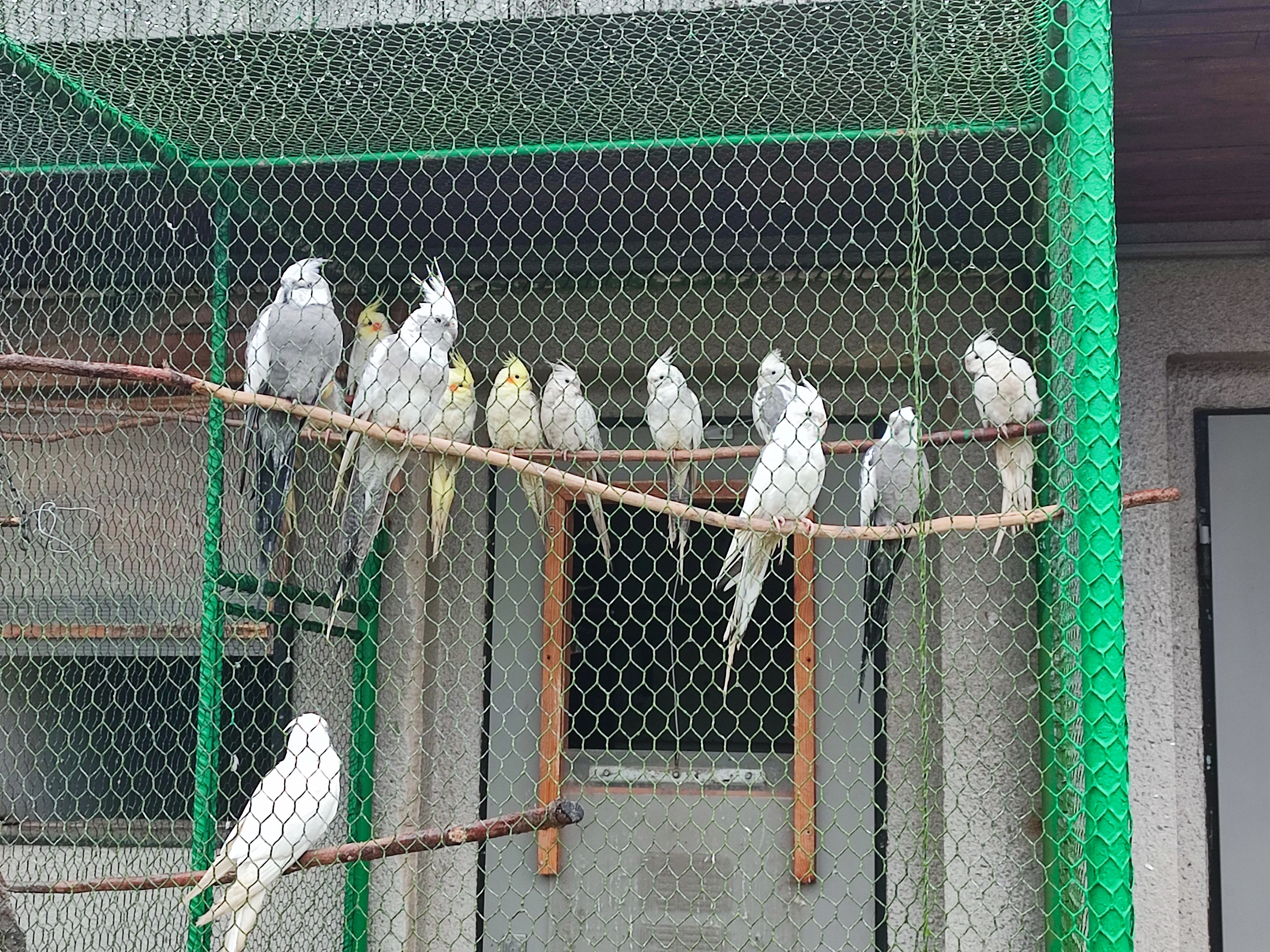 Prodej Korely bělohlavé