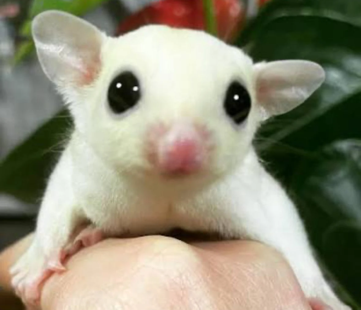 Predám vakoveveríčky ancestrali-biele