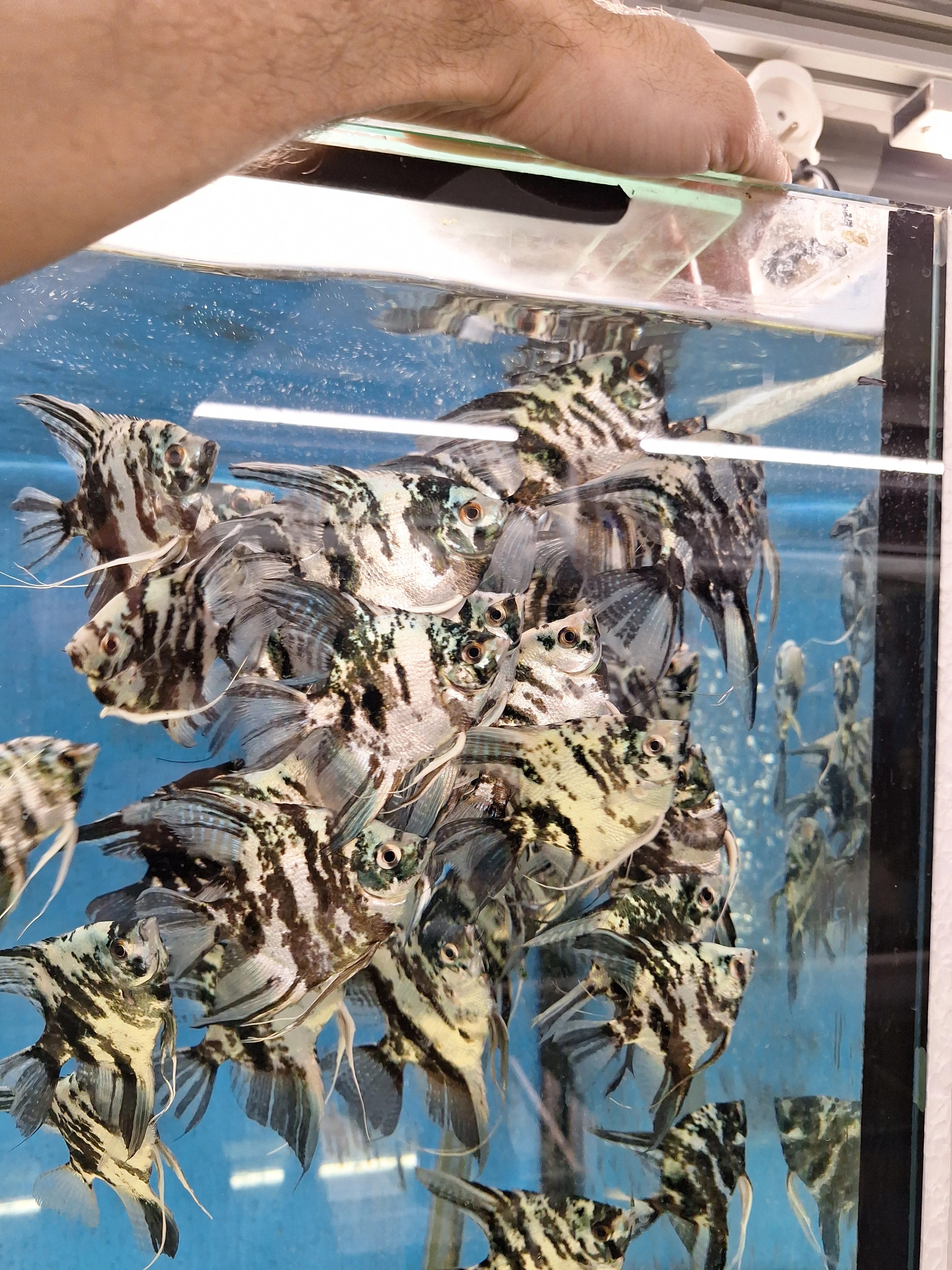 Skalára amazonská-blue marble