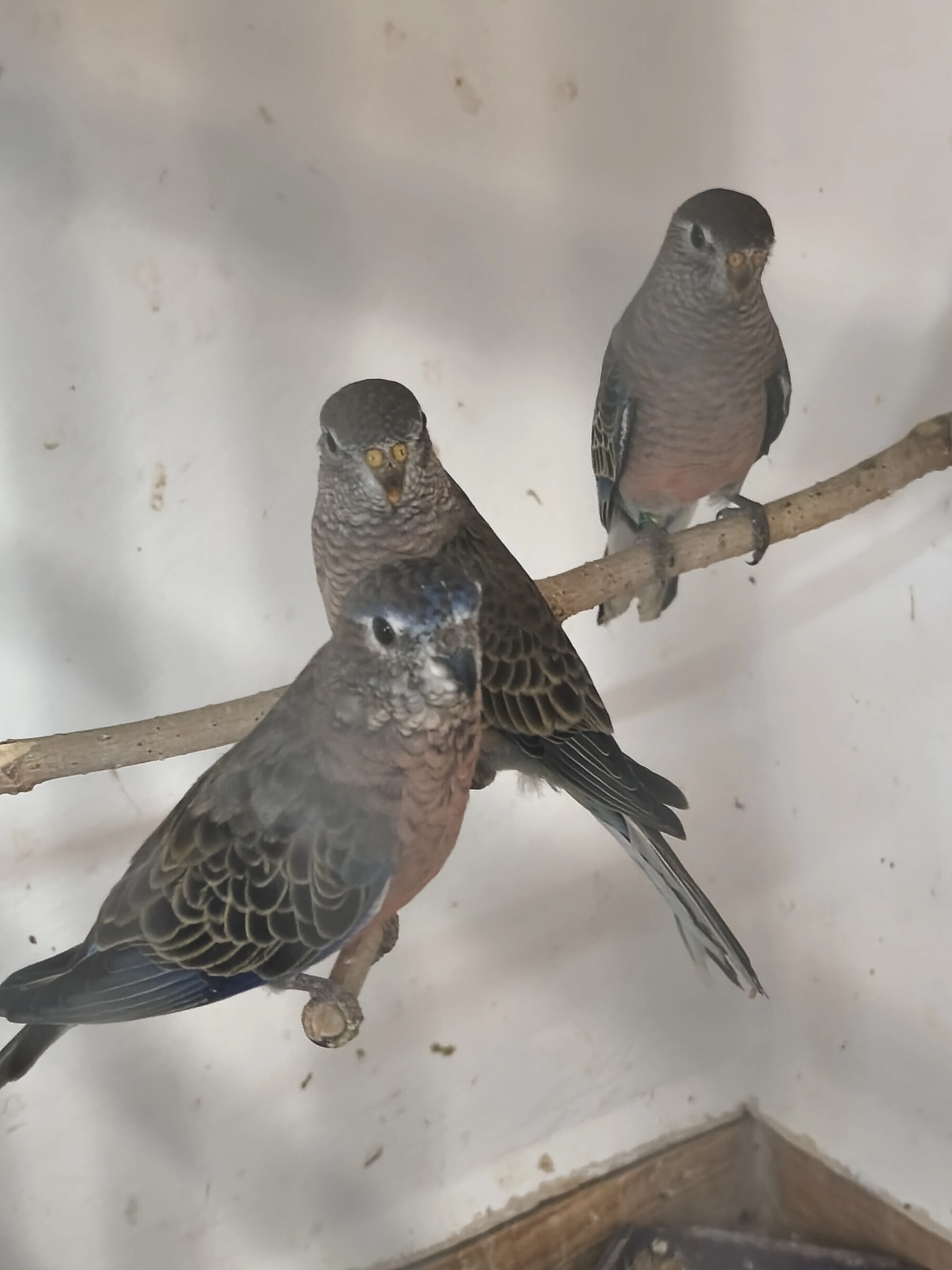 Neoféma bourek,holoubek