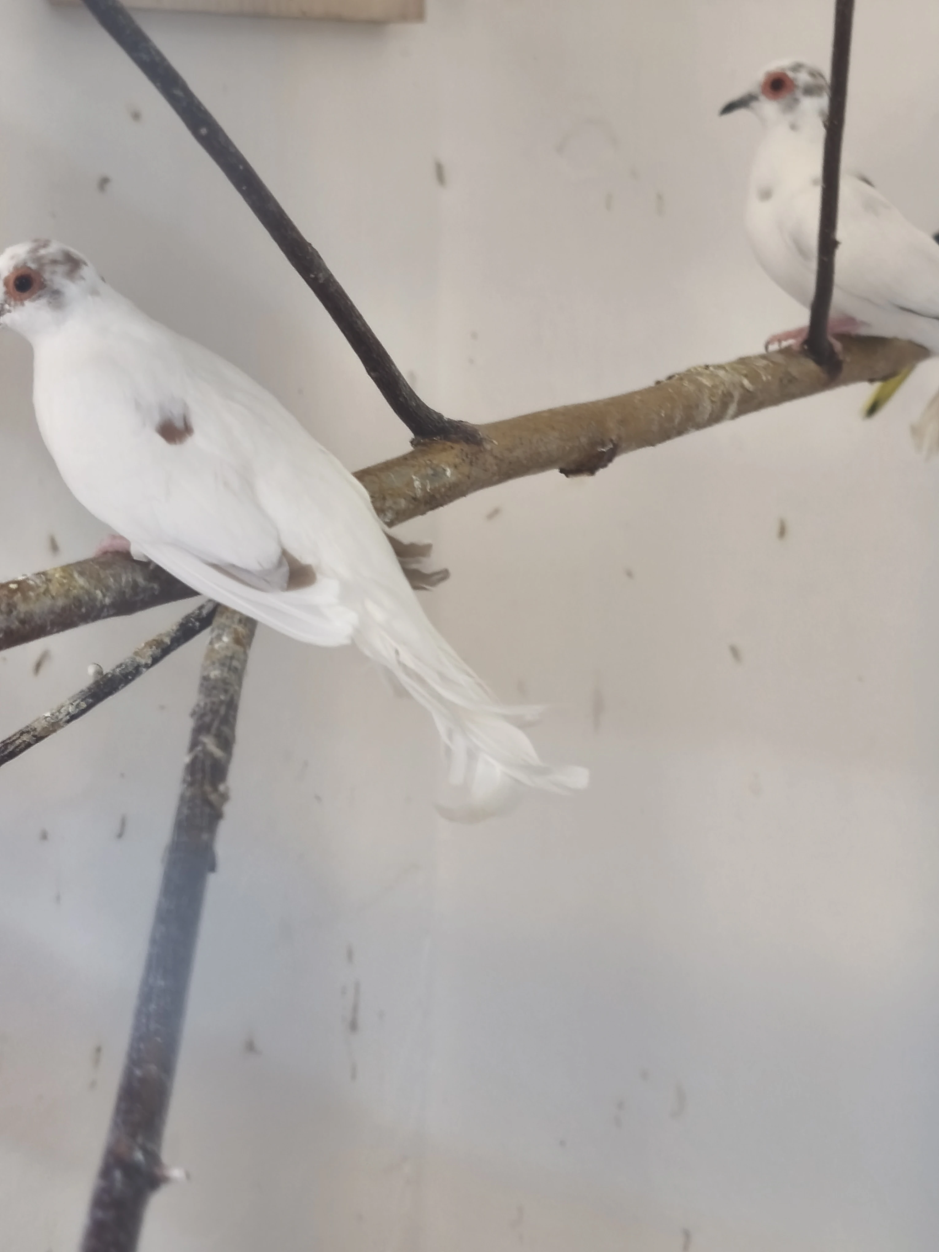 Holoubek diamantový