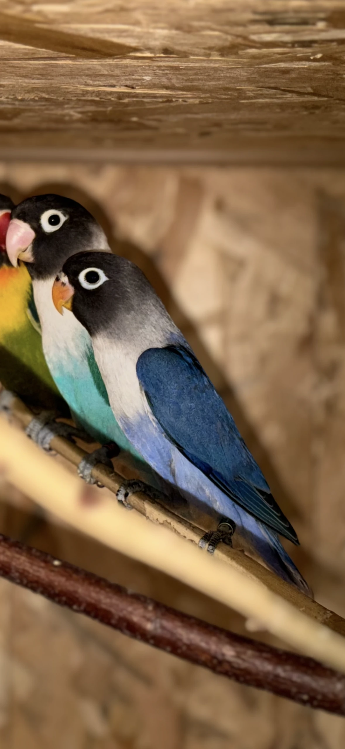 Prodám Agapornis Fischerův