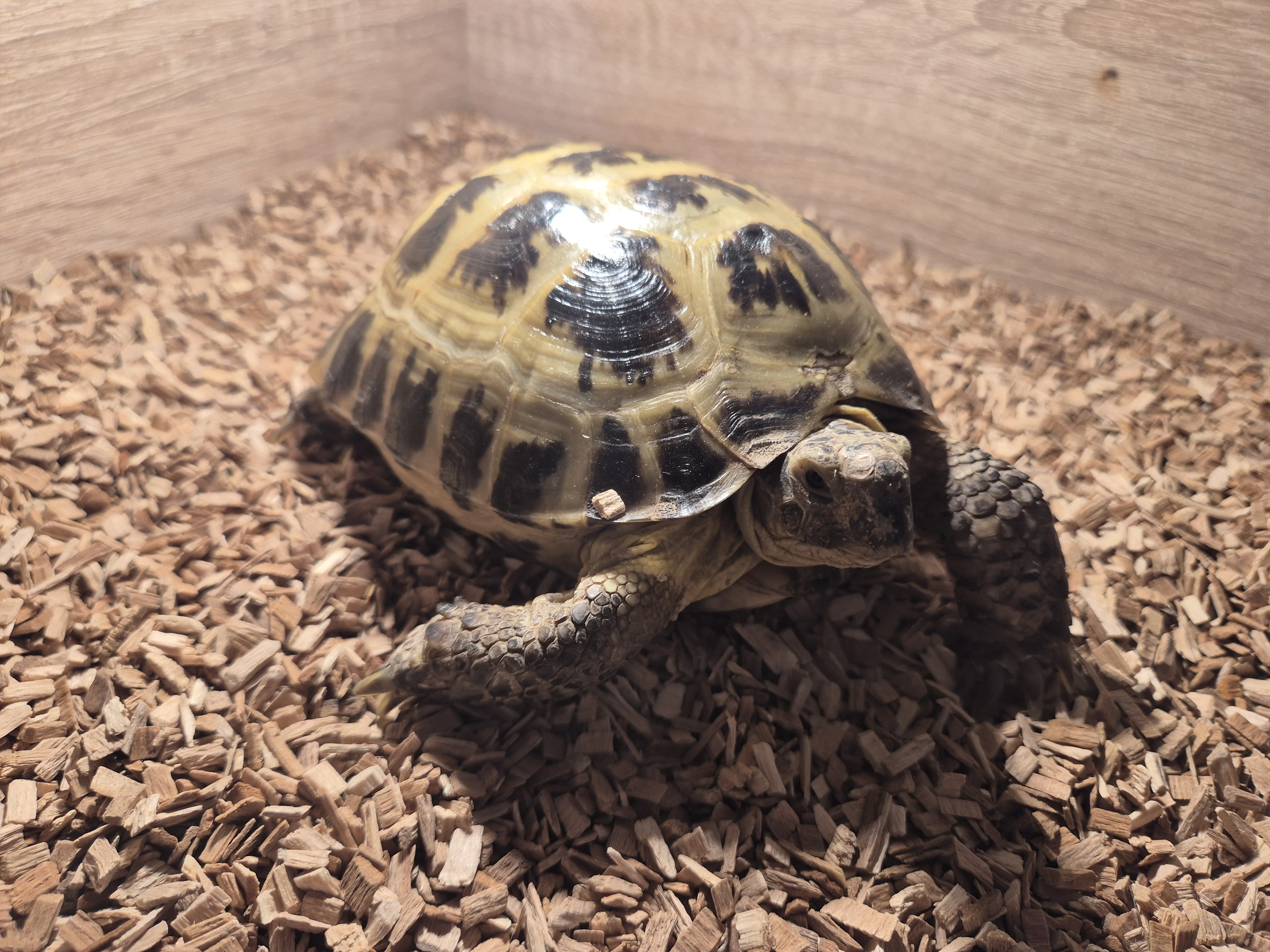 Samec- želva stepní