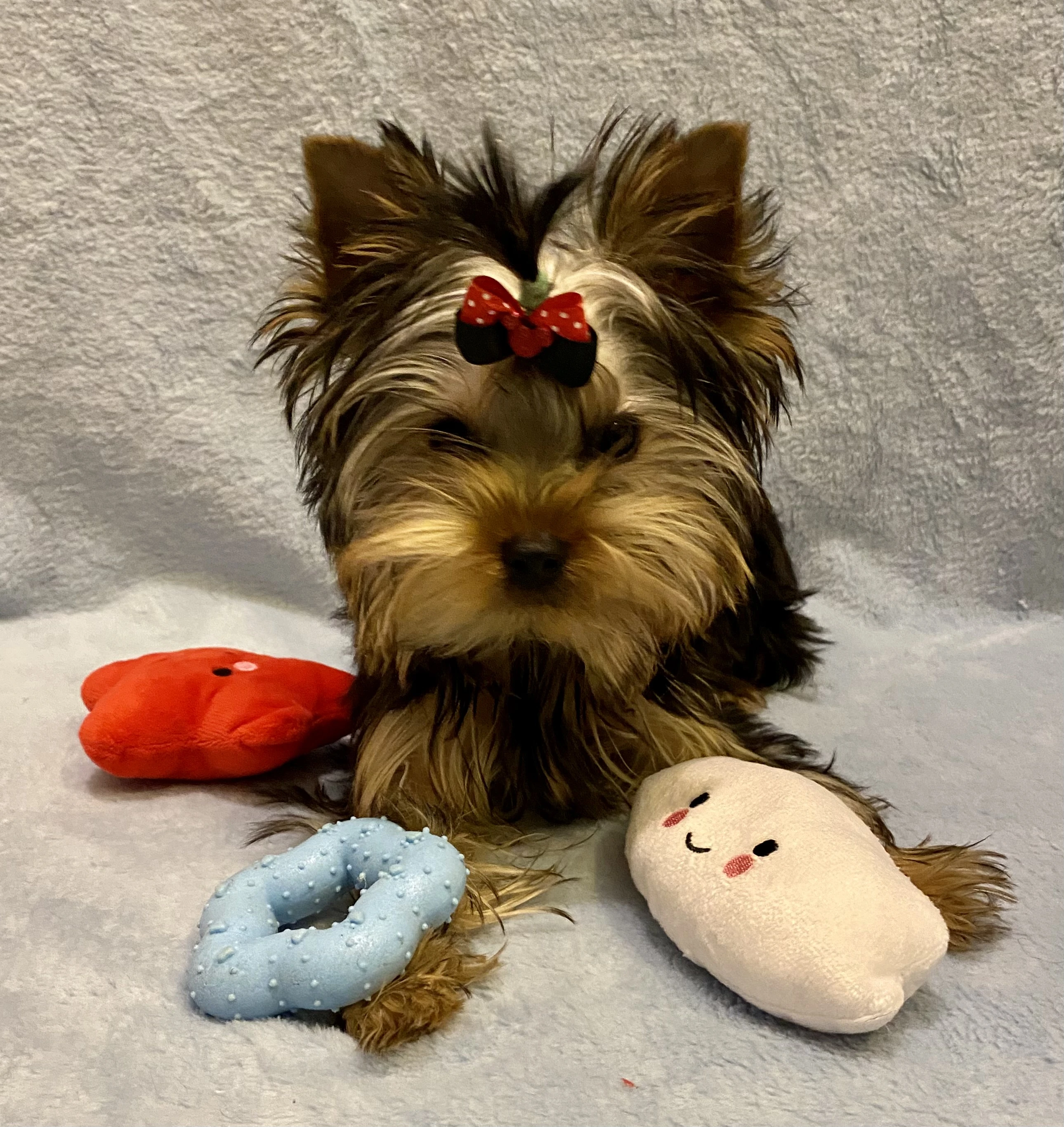 Yorkšírský teriér s PP FCI