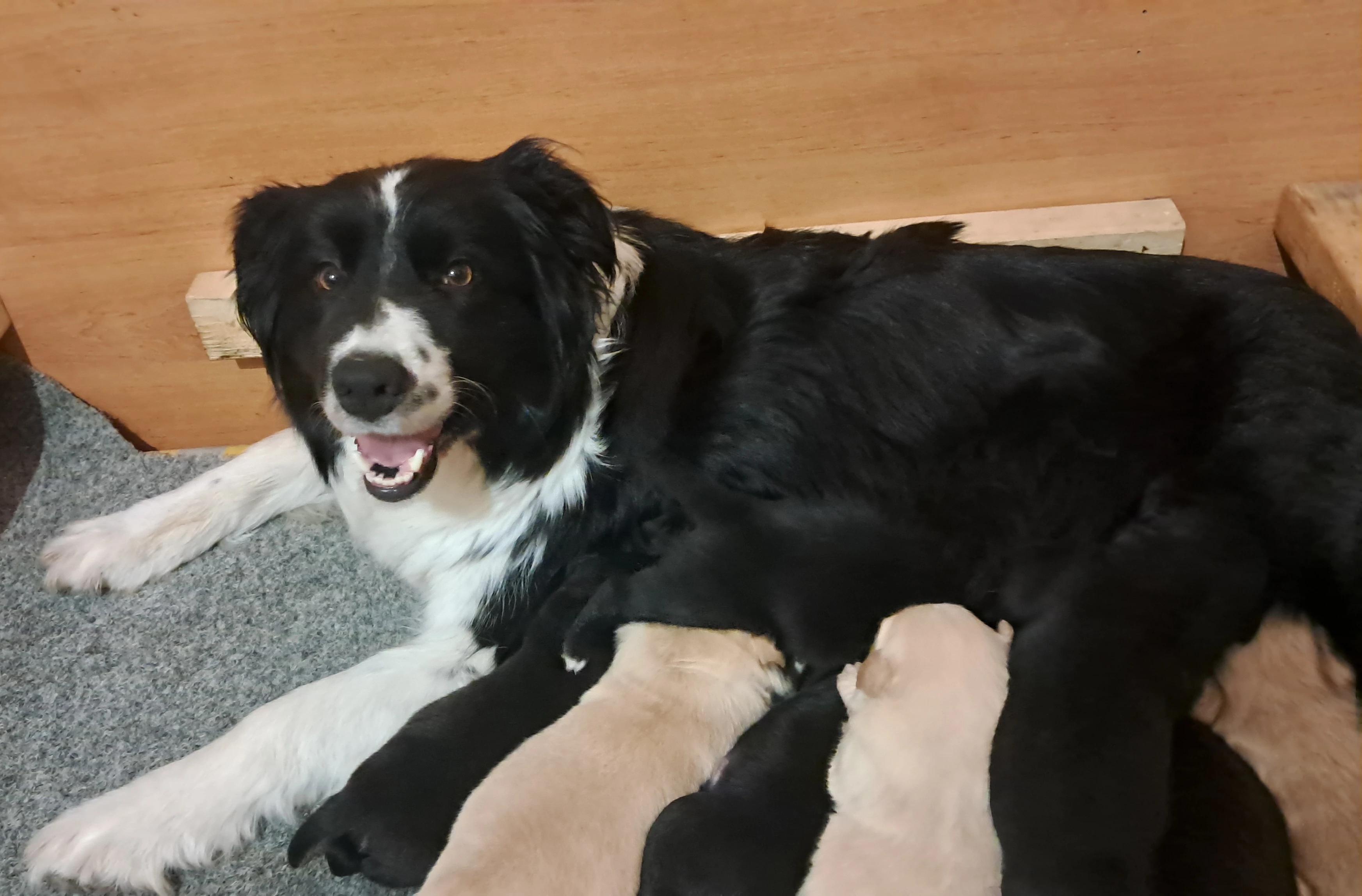 "BORADOR" Border Kolie, Labrador