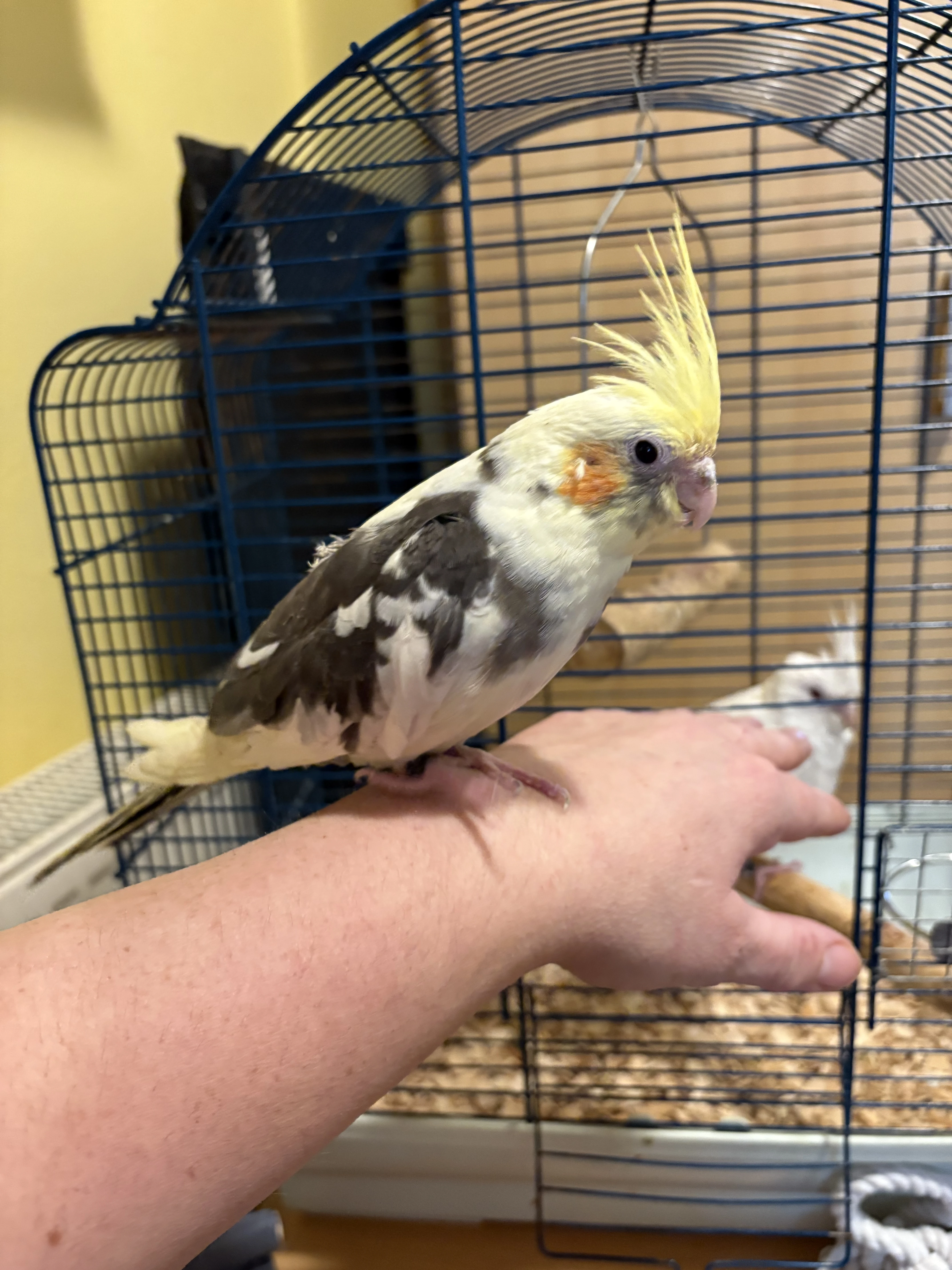 Korela ručně dokrmená