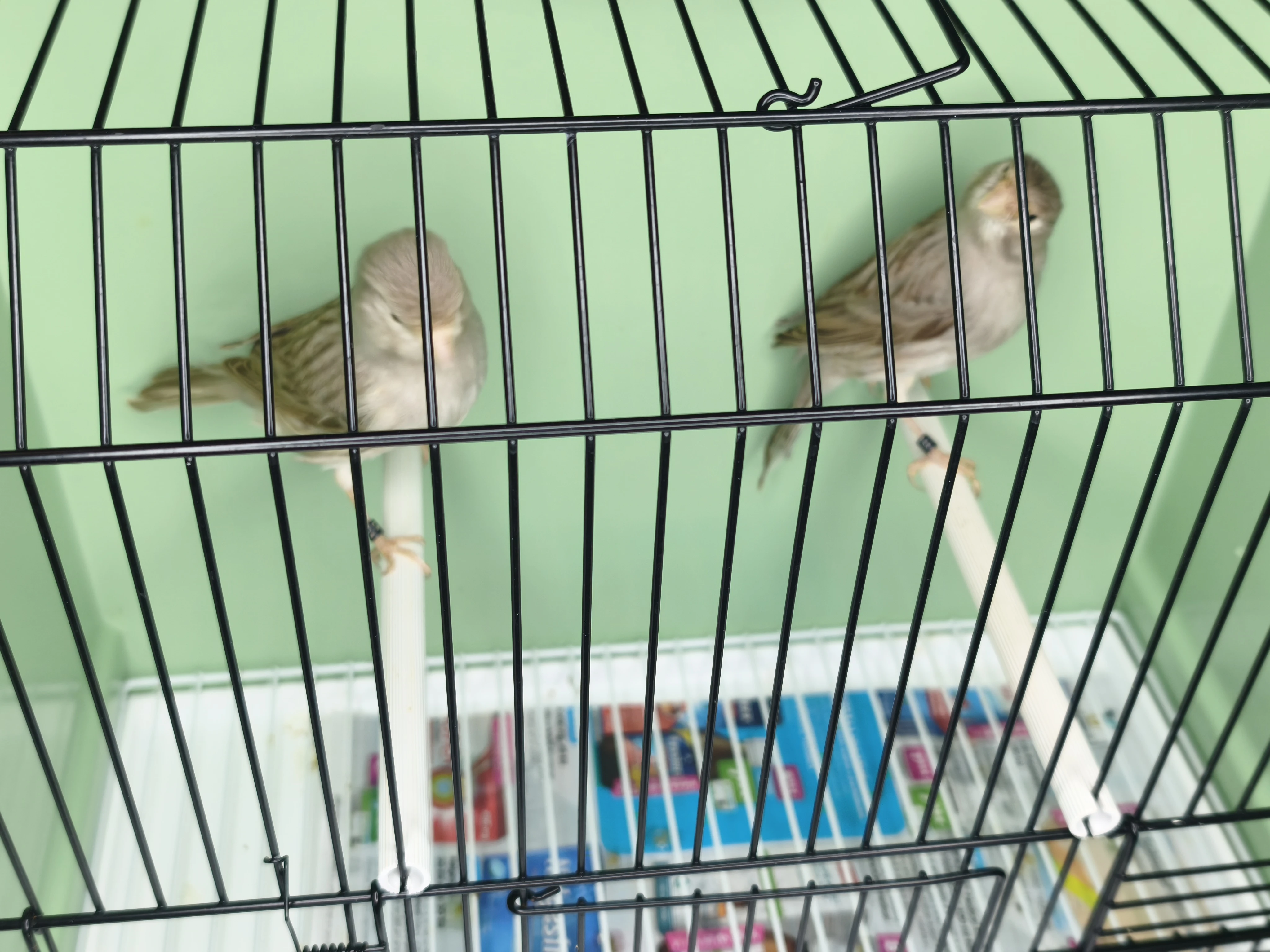 Kanár bílo hnědý dominantní