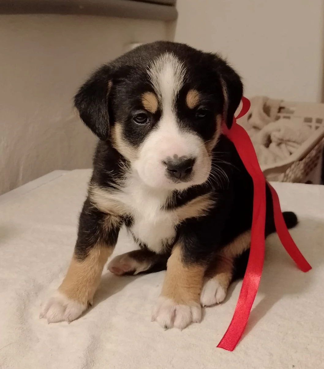 Štěňata jen do dobrých rukou