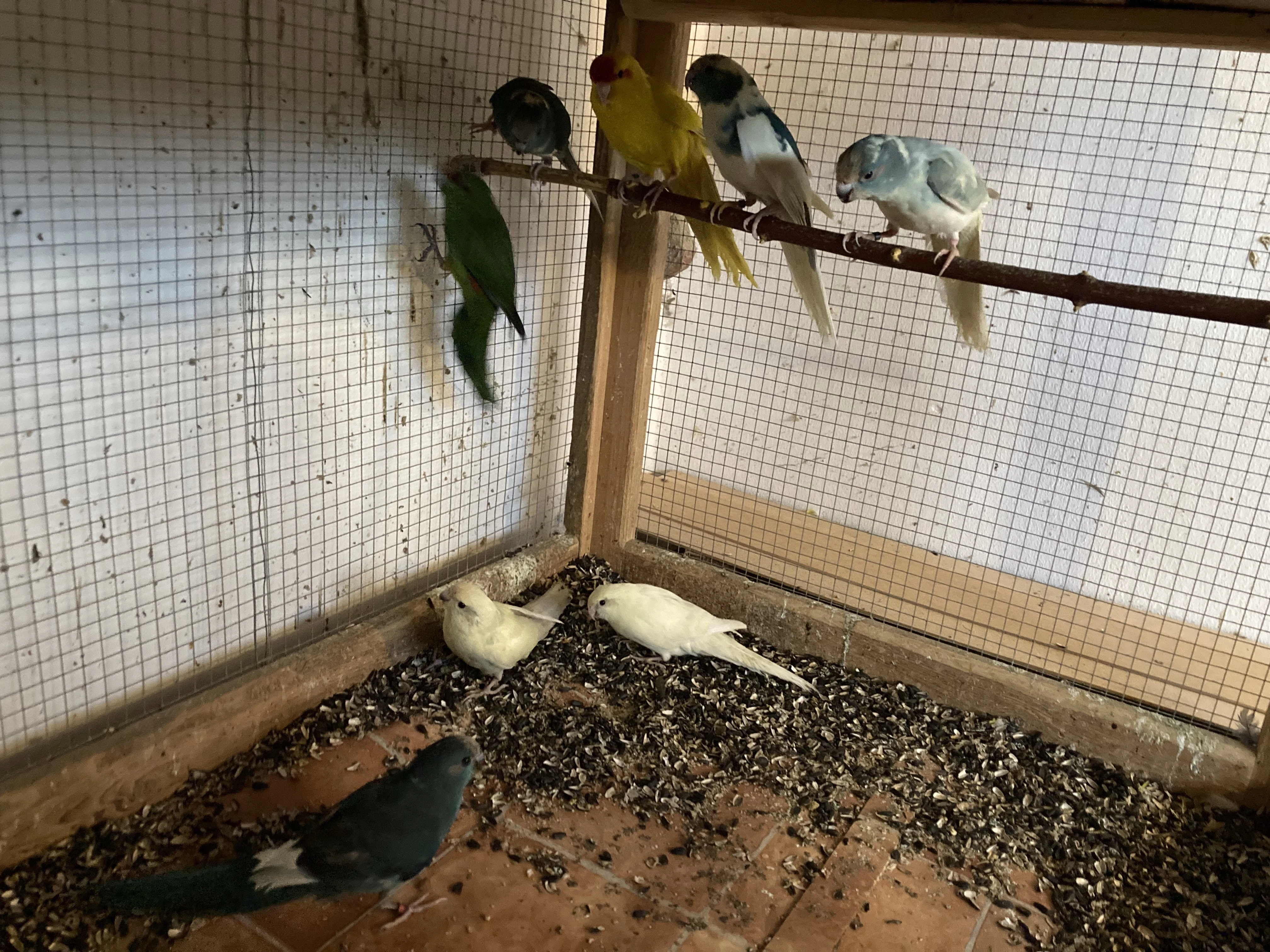 Kakariki červenočelý