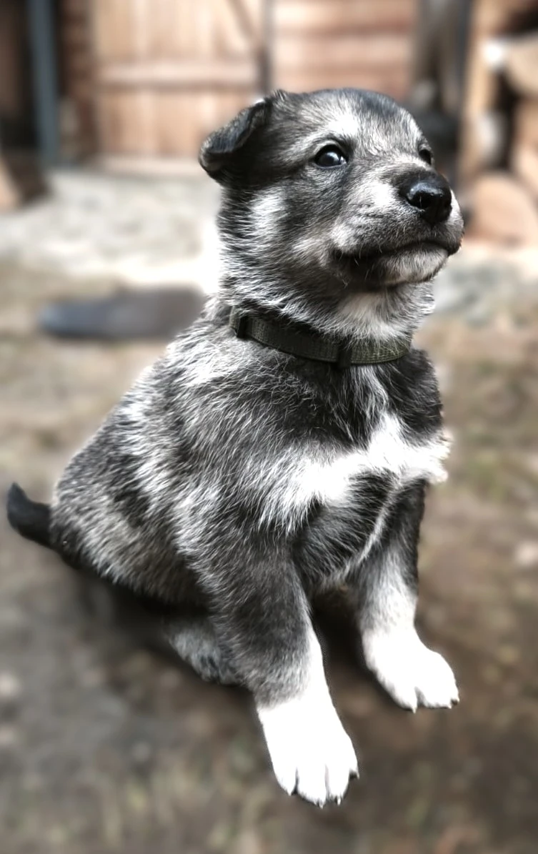 Štěňata západosibiřské lajky