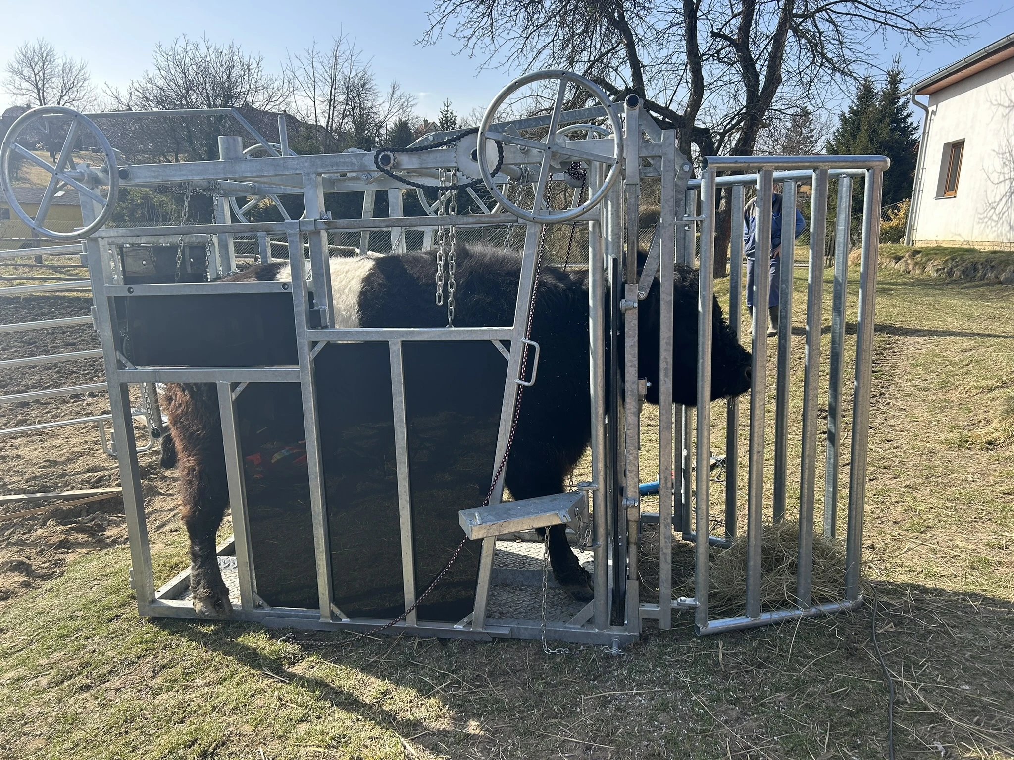 Strouhání, ošetření paznehtů skotu