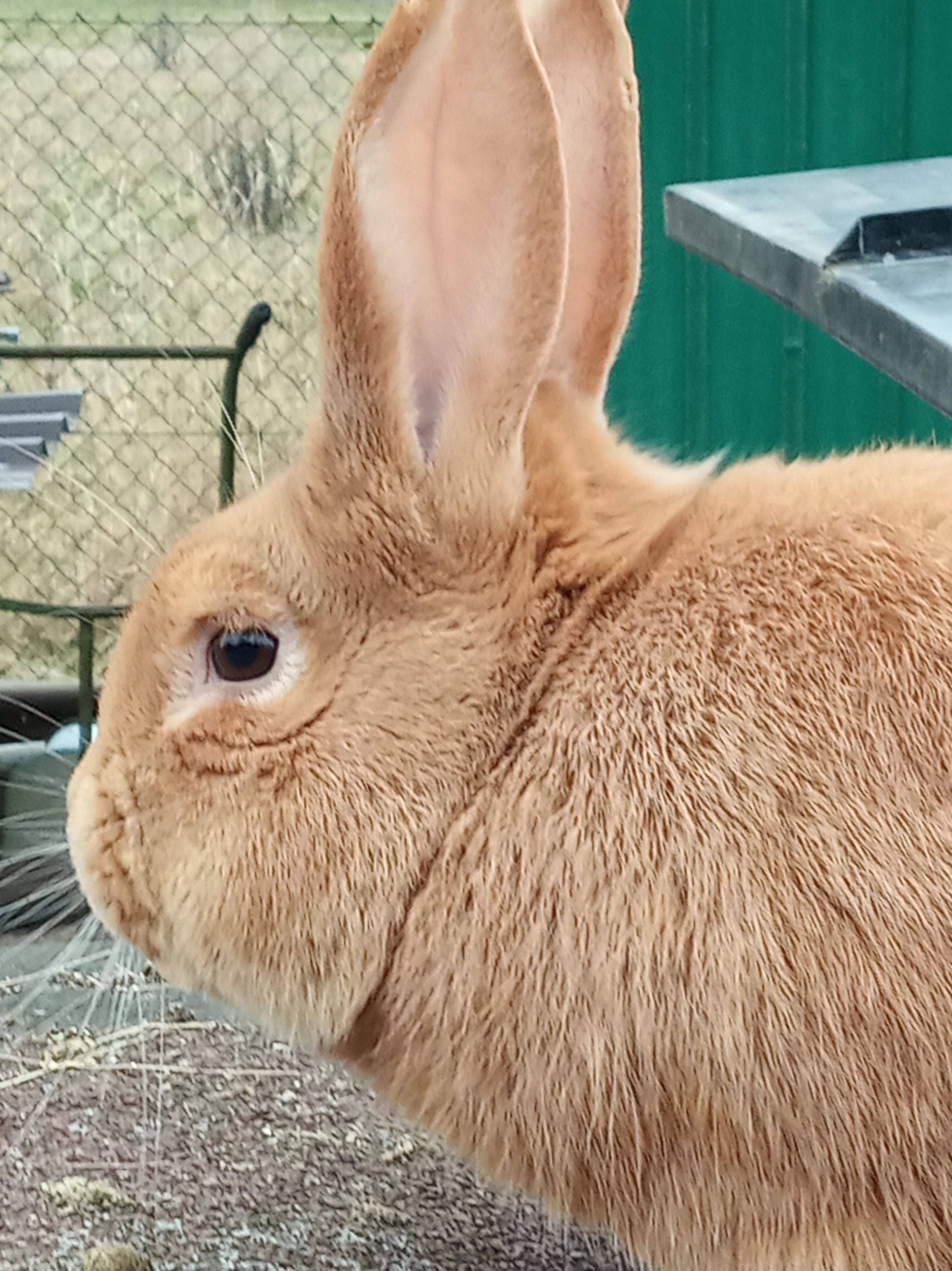 Prodám burgundskou samici