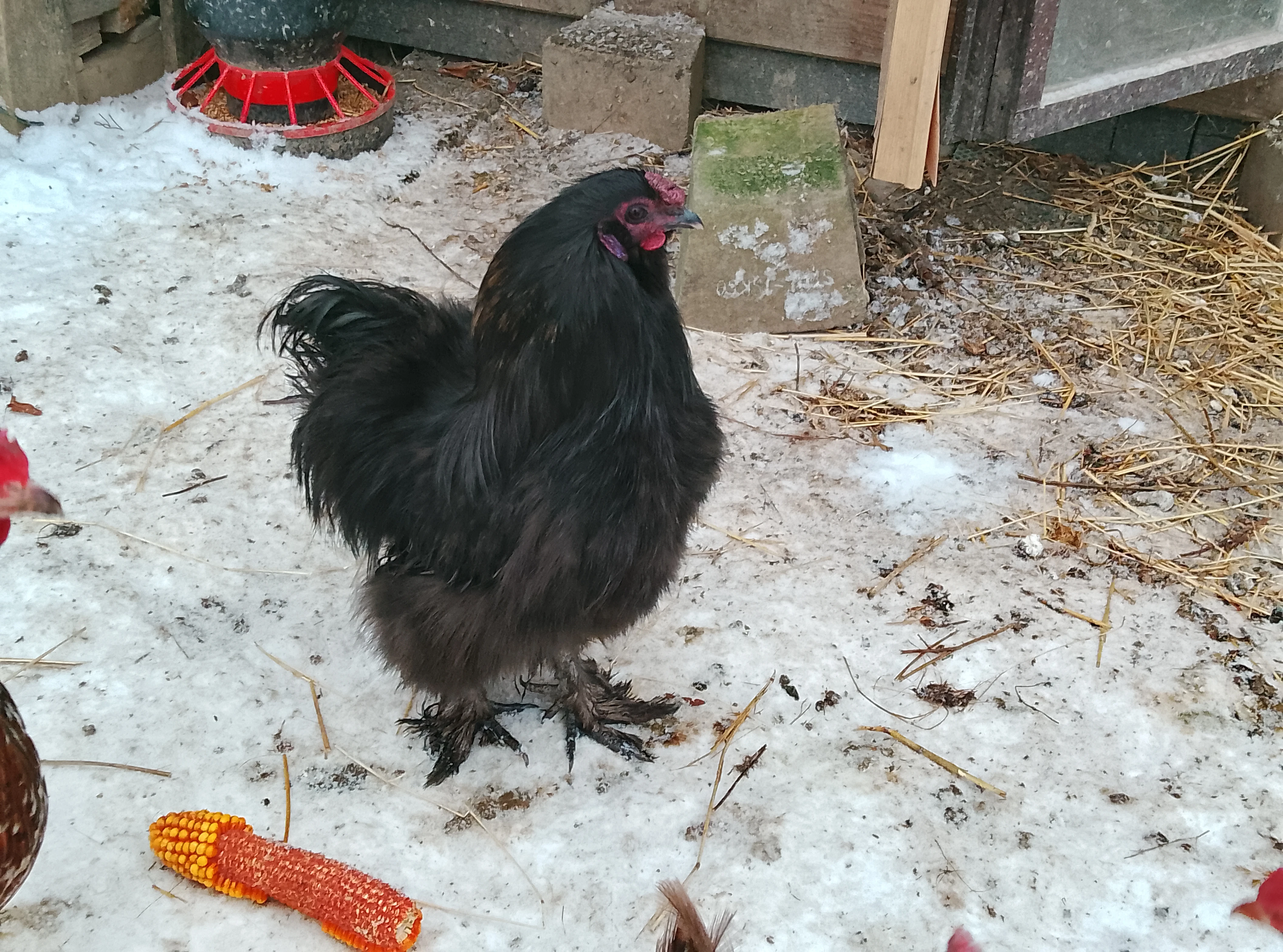 Hedvabničky-kohoutci