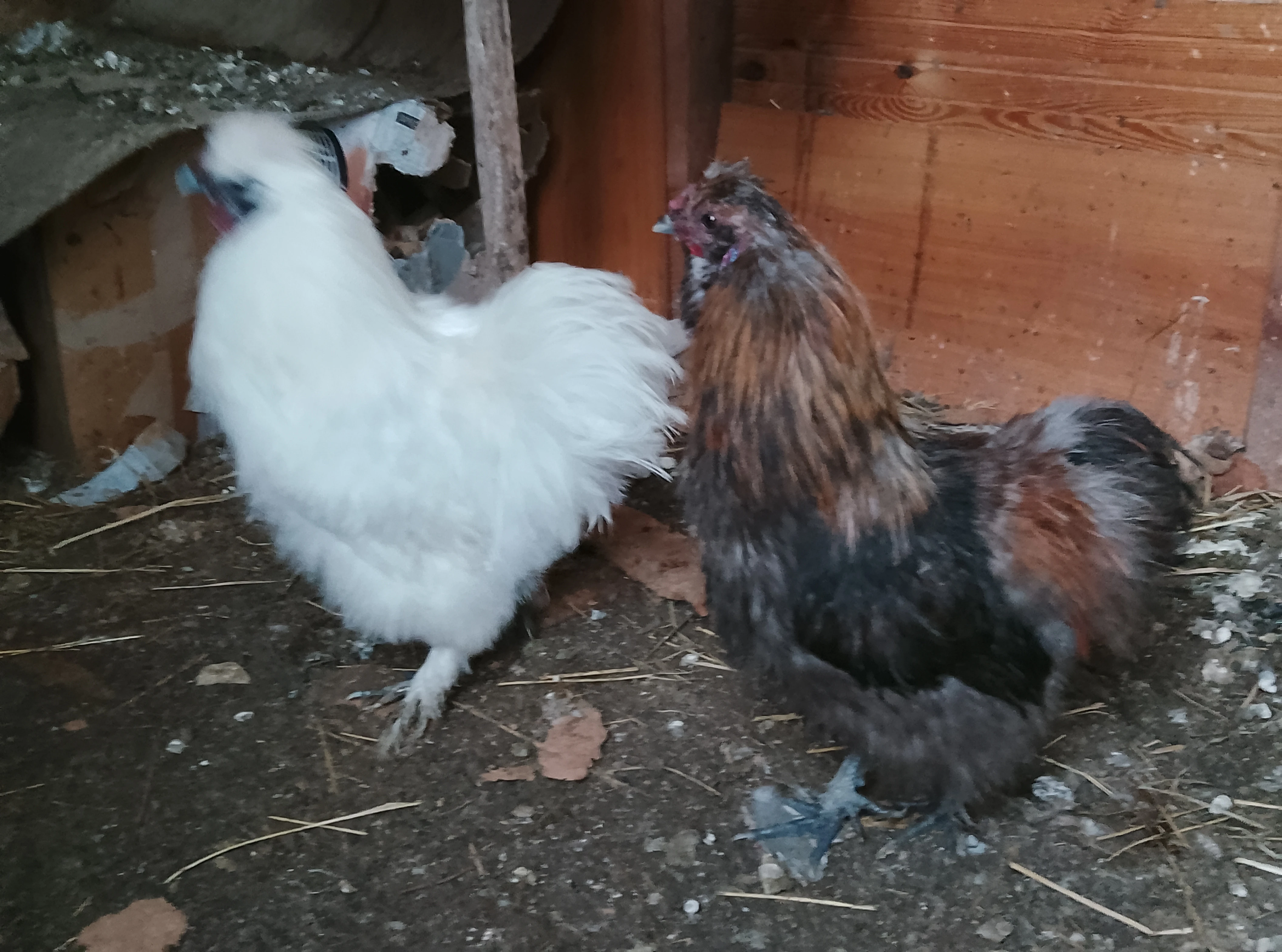 Hedvabničky-kohoutci