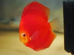 Prodej terčovců, L-sumců, skalár a jiných ryb