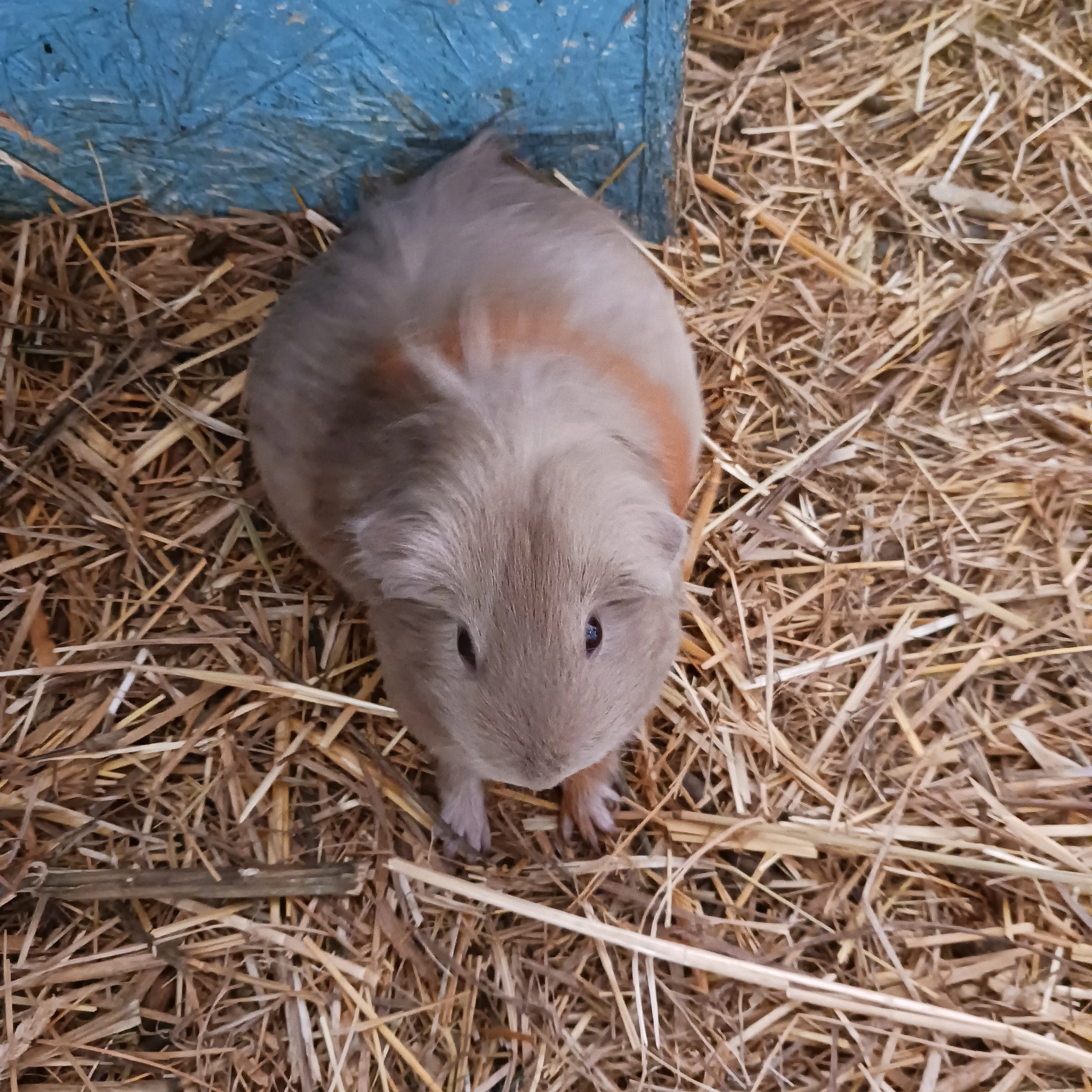 Koupím podobné morčátko