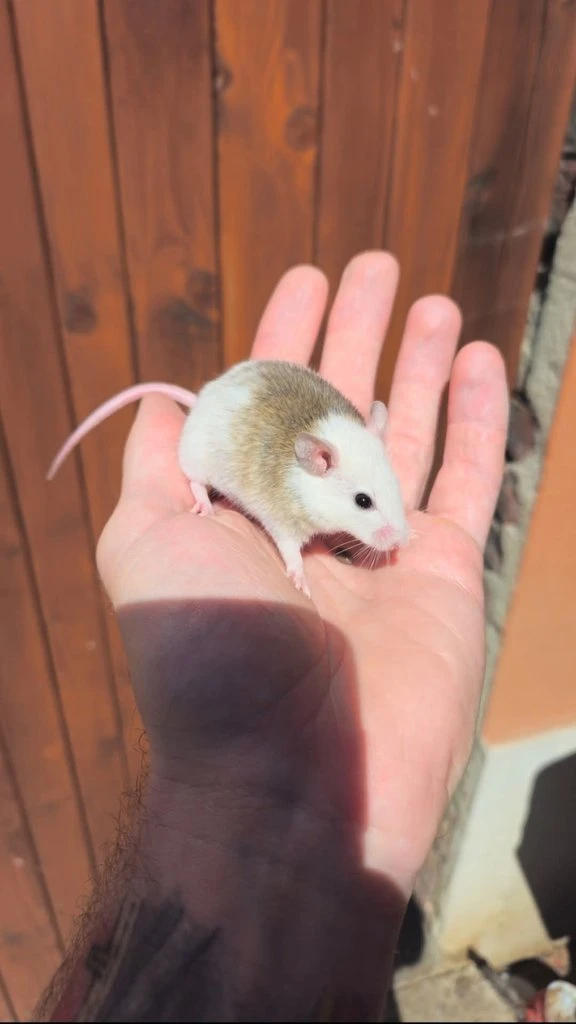 Dobře krmené mastomyši