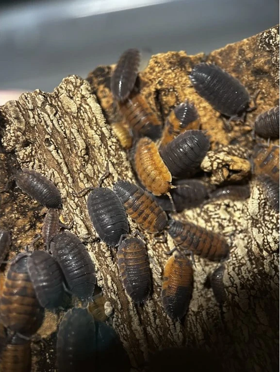 Porcellio scaber "lava"