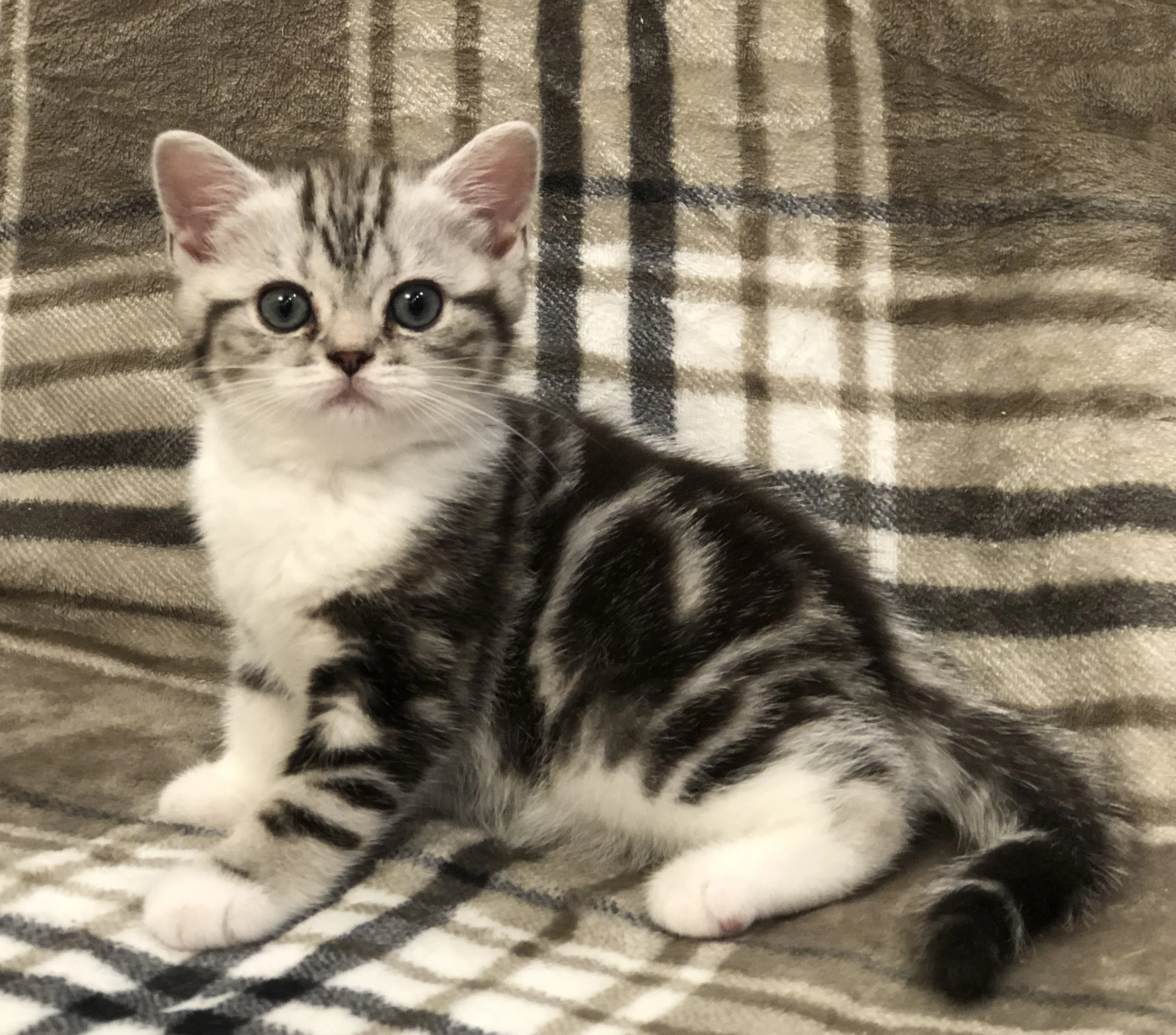 Britské mramorové kočičky s PP, FIFE