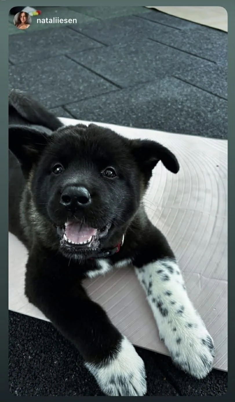 Americká Akita štěňátka s PP prodám