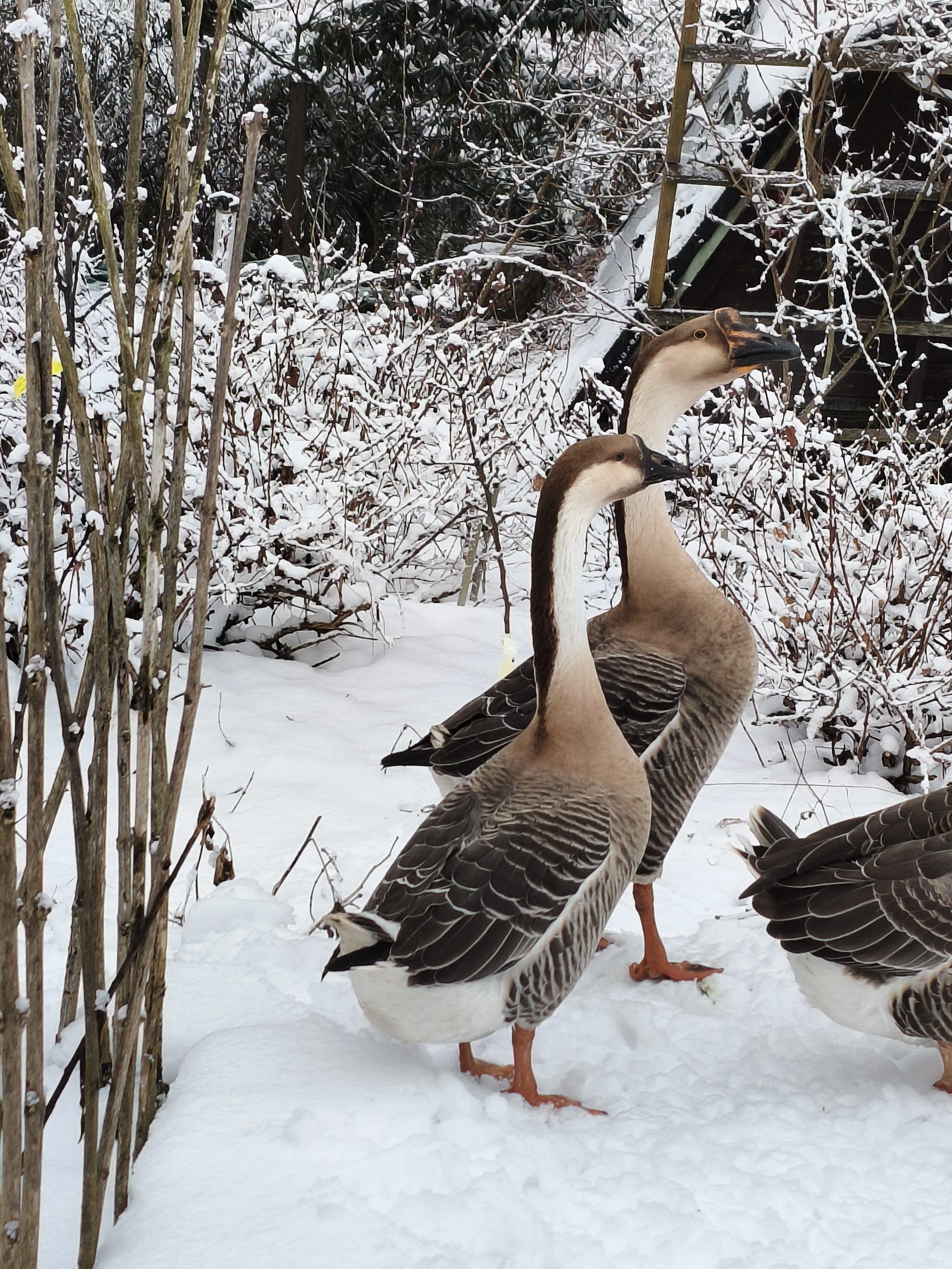 Prodám par husy labutí