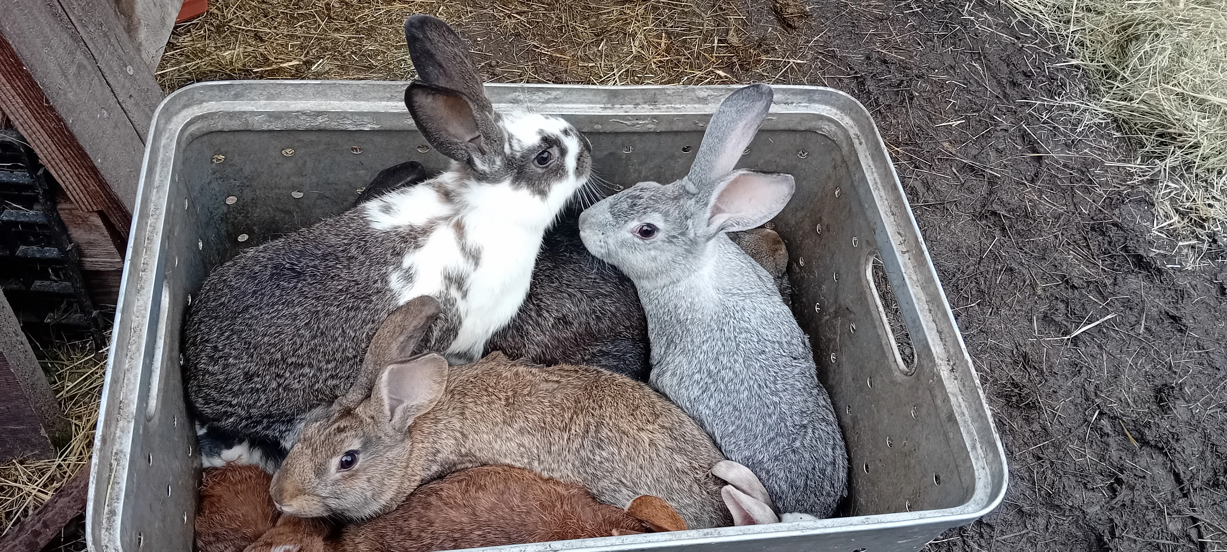 Brojlerové králíci