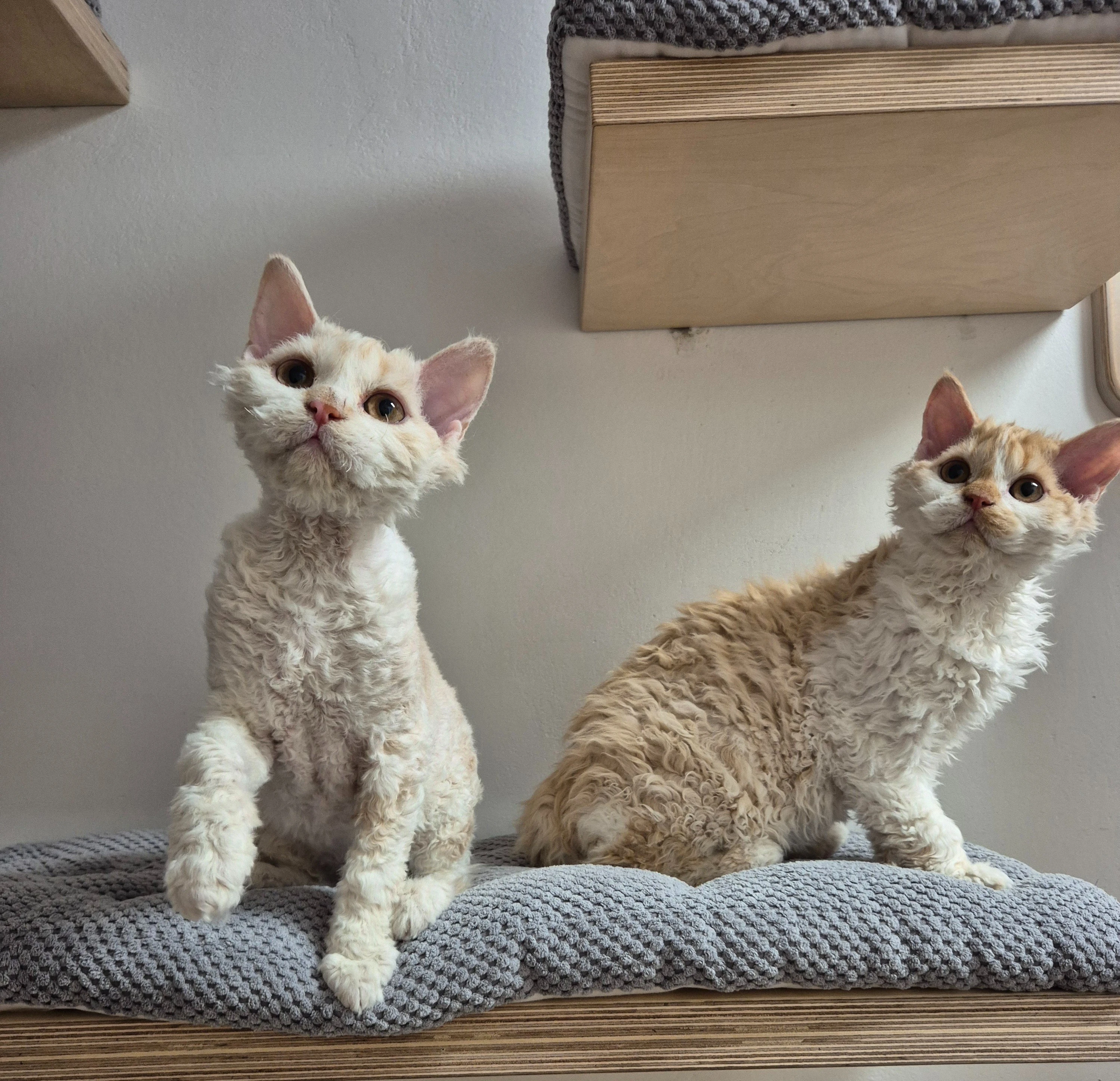 Selkirk rex - jedinečné a málo početné plemeno