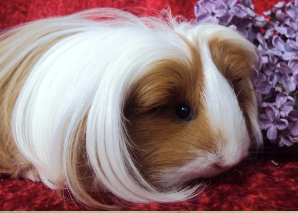 Dlouhosrstá samička