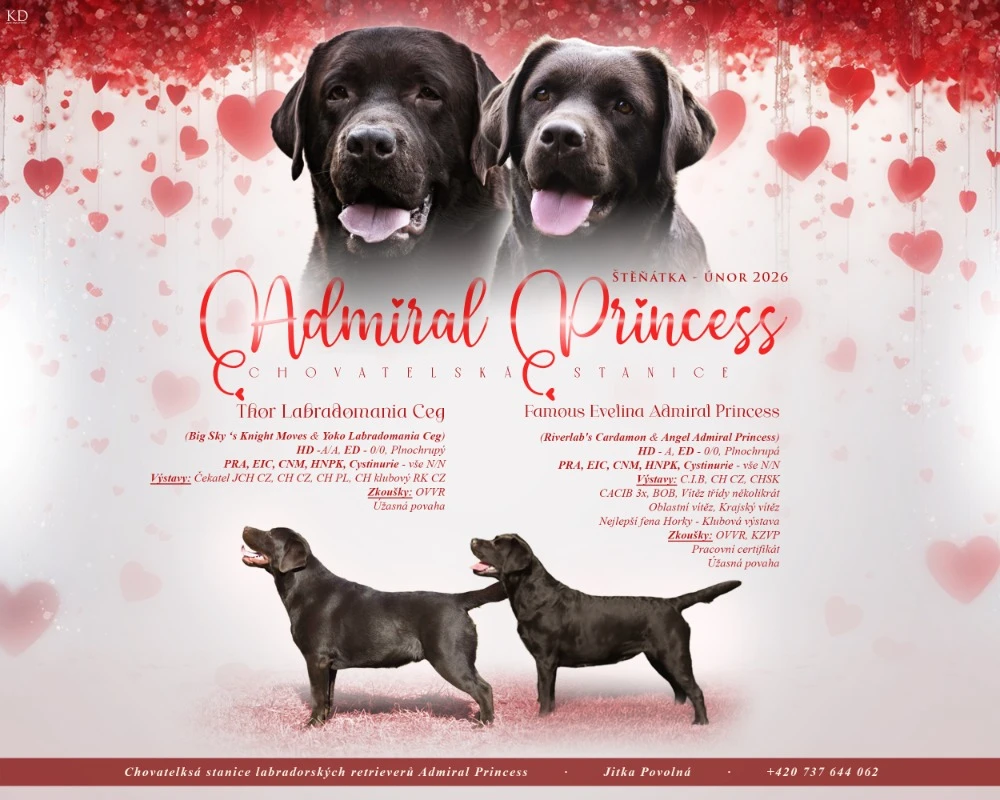Čokoládová štěňátka Labradora s PP
