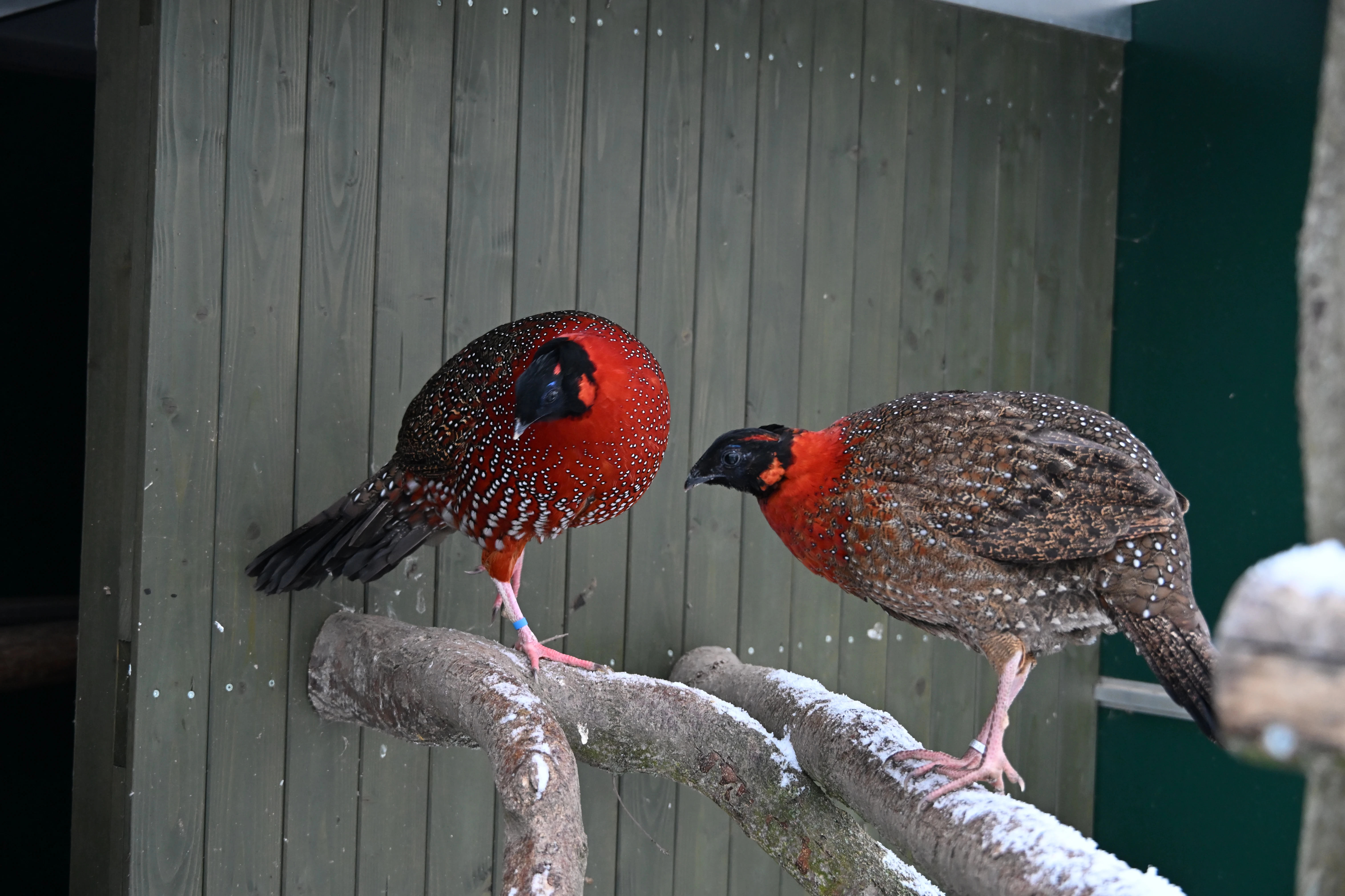 Prodám Satyra obecného