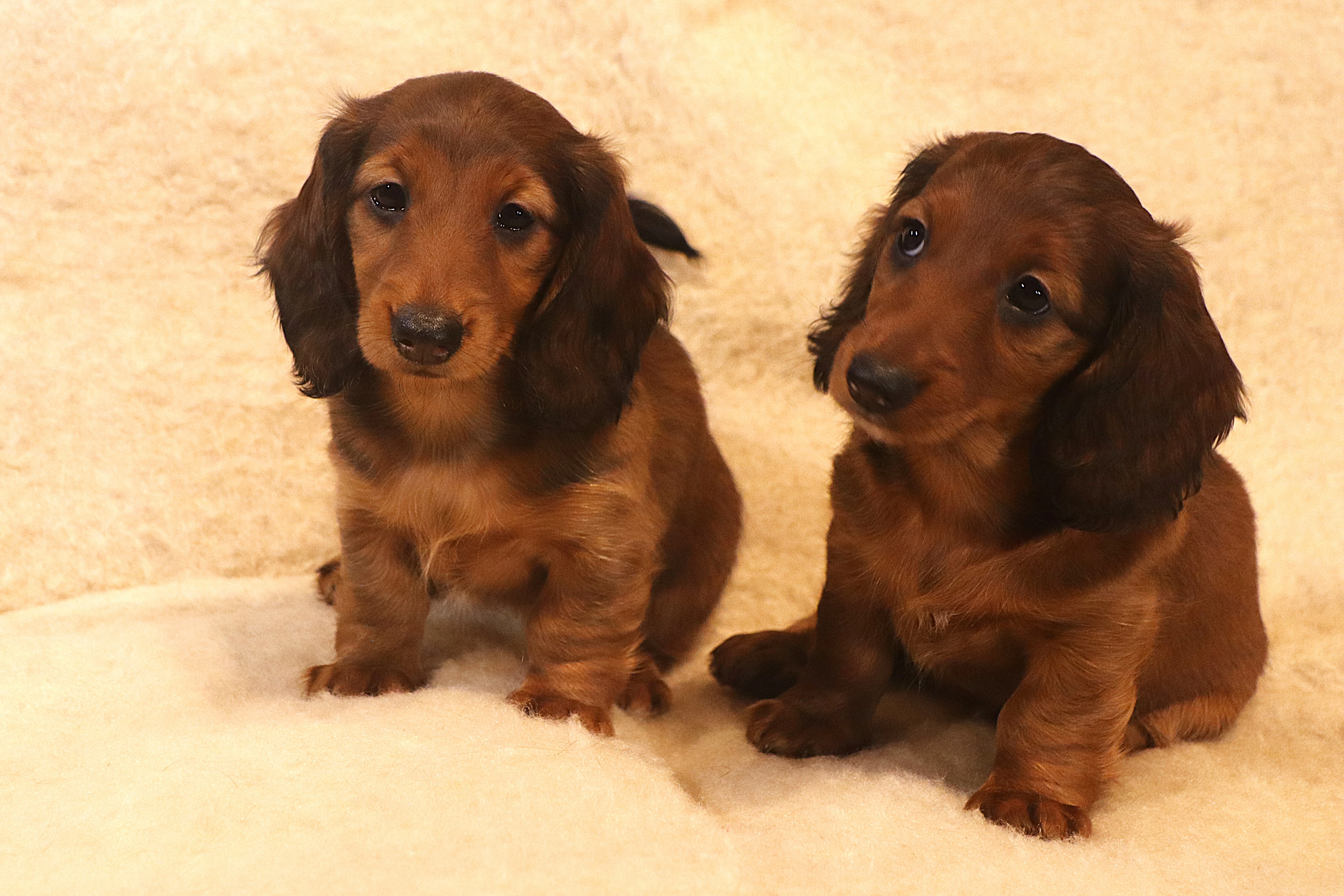 Štěňátka - jezevčík trpasličí dlouhosrstý