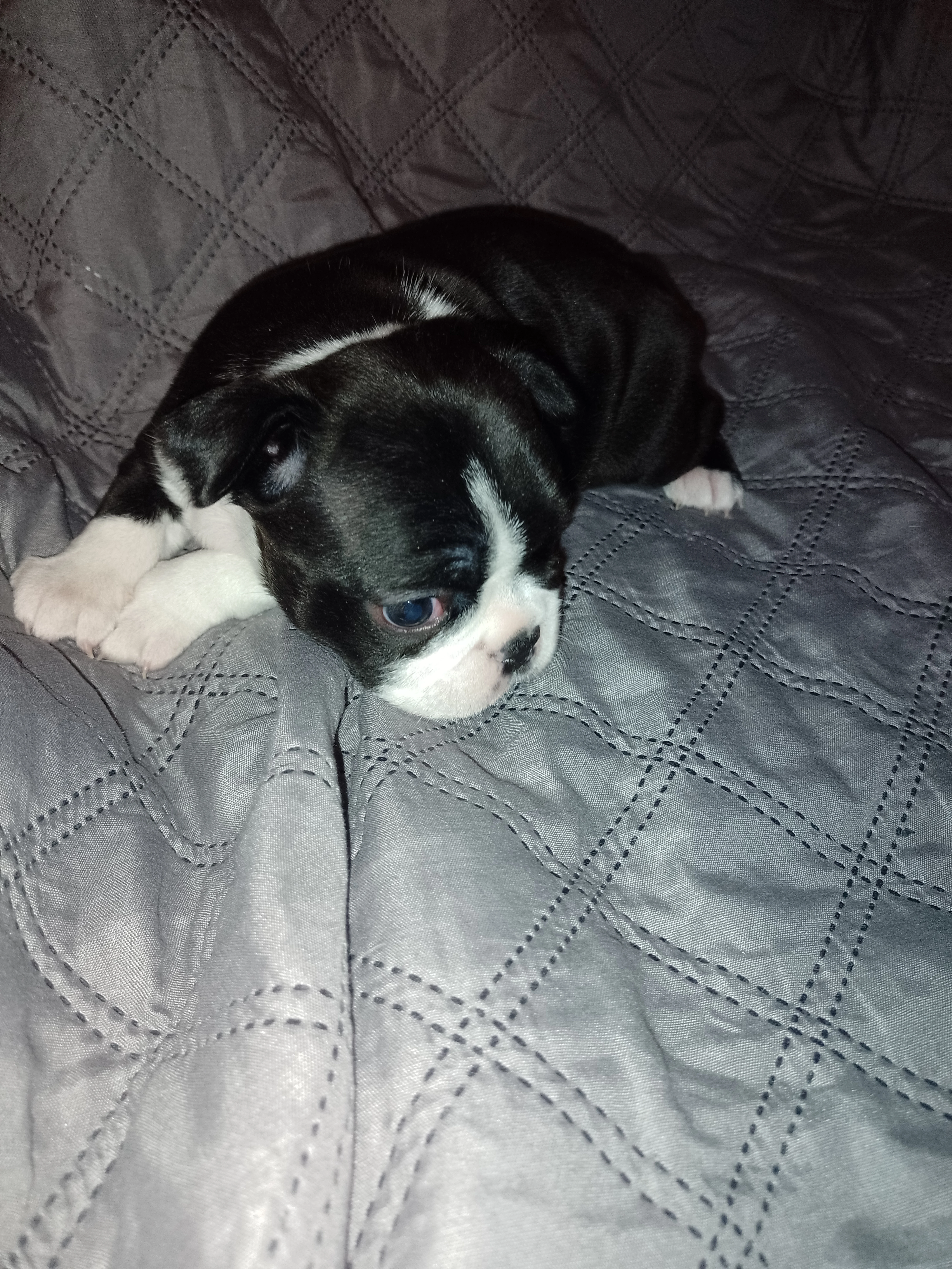 Bostonský teriér štěňátka s PP FCI