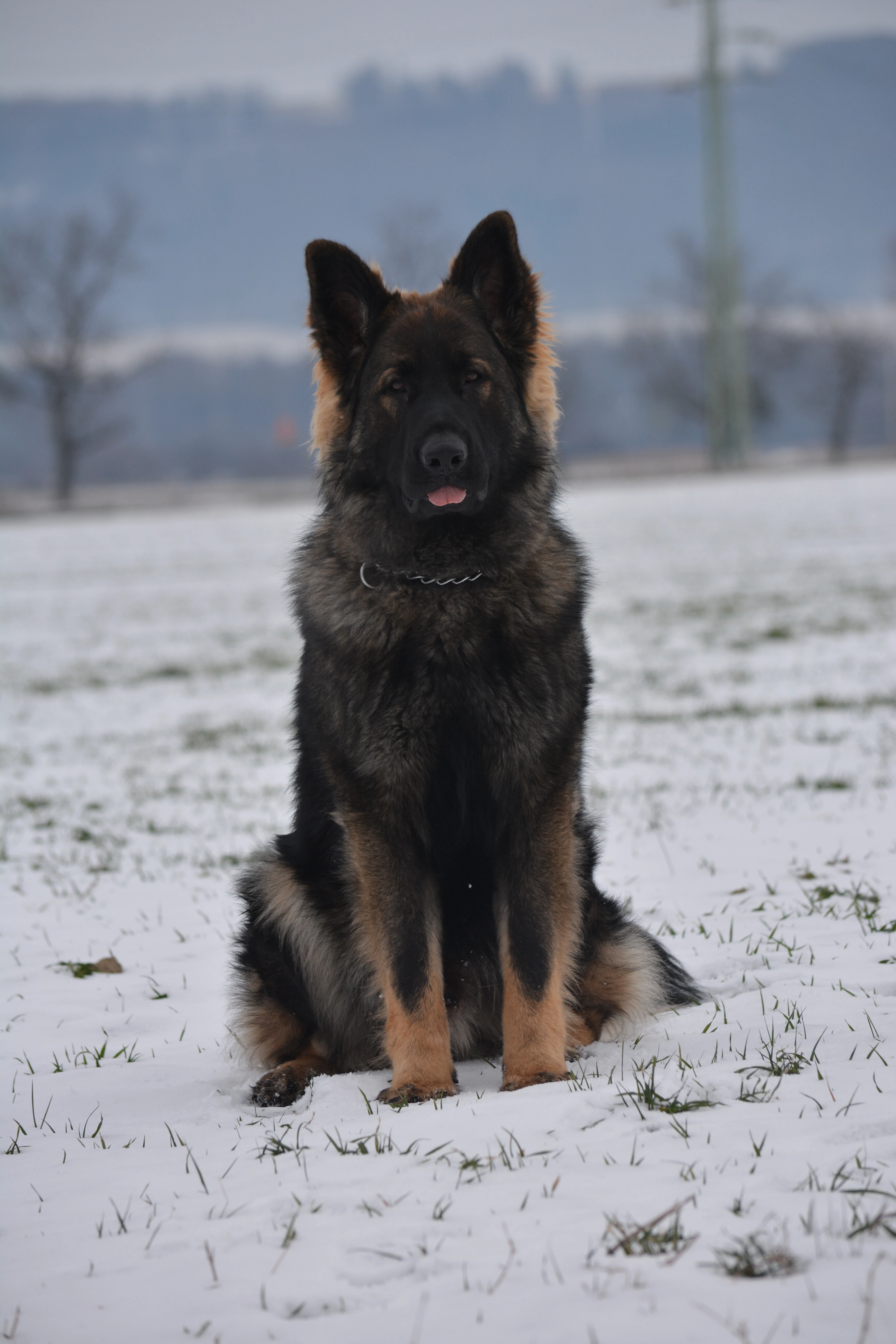 Německý ovčák s PP