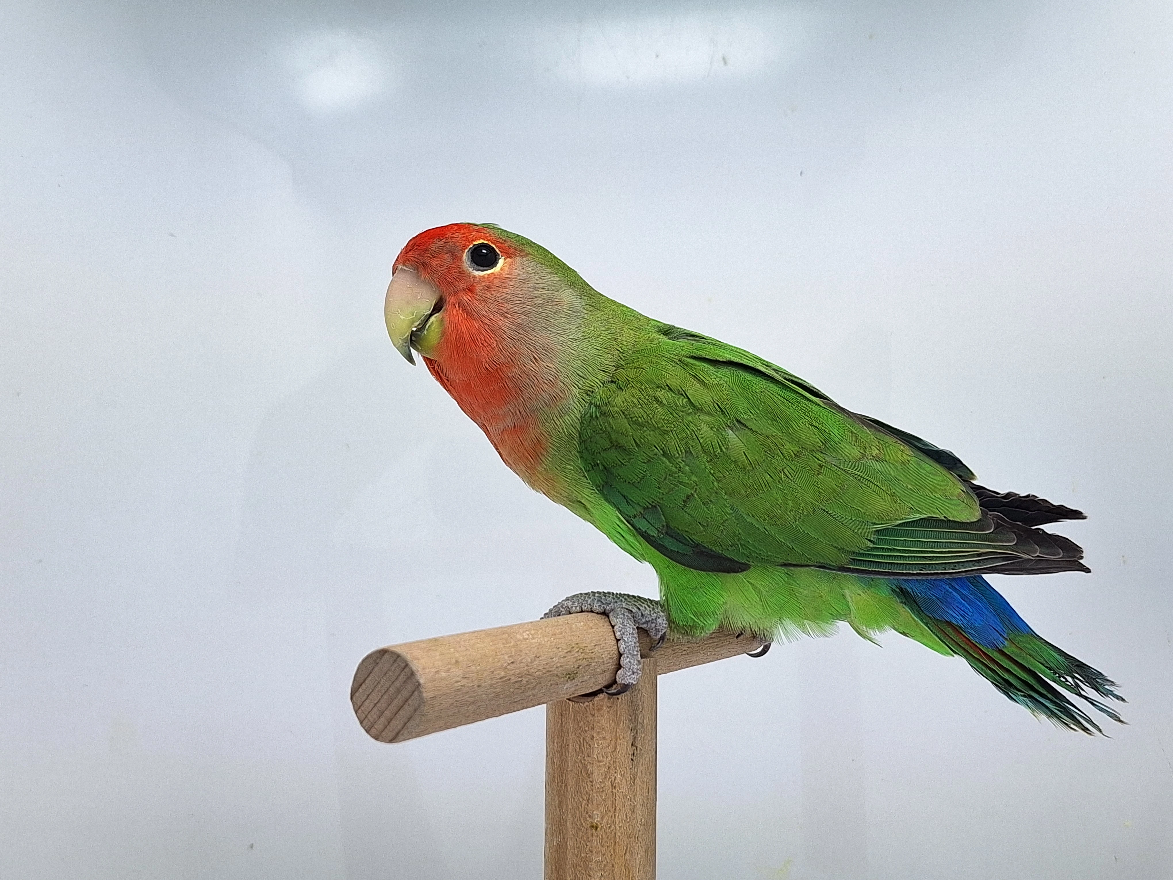 Agapornis Roseicollis odchovy