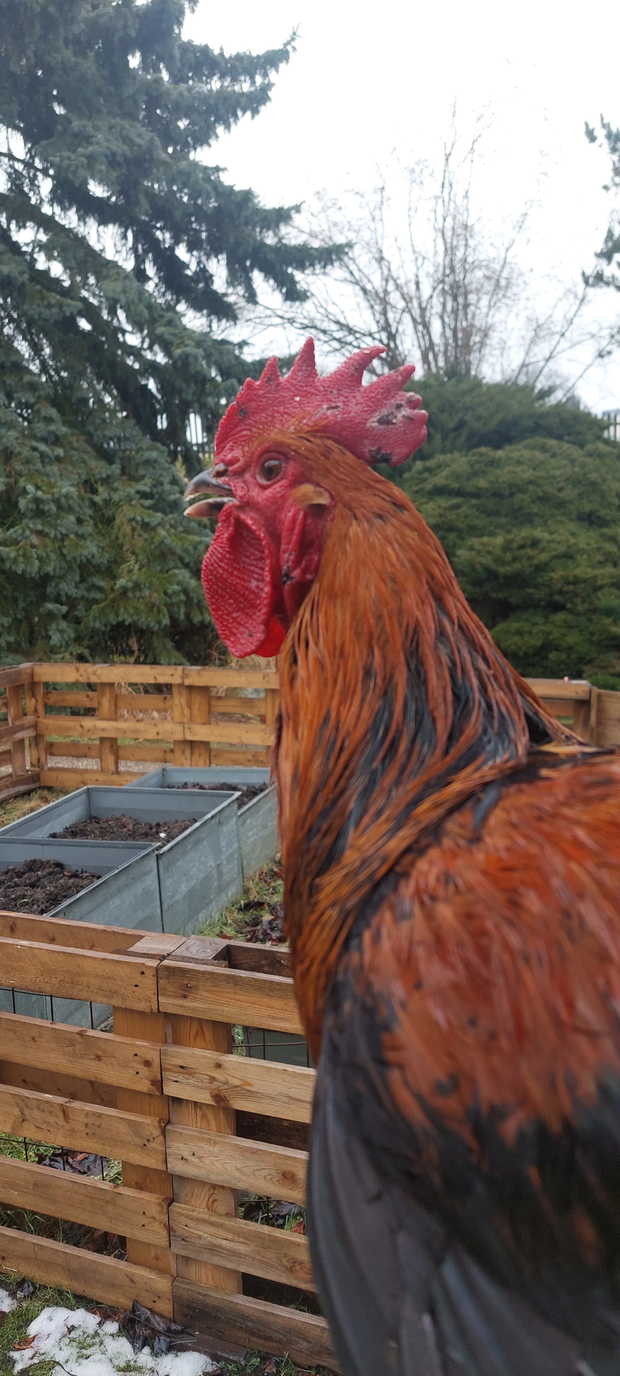 Prodám loňské kohouty