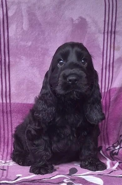 Štěňátka anglického kokršpaněla s PP