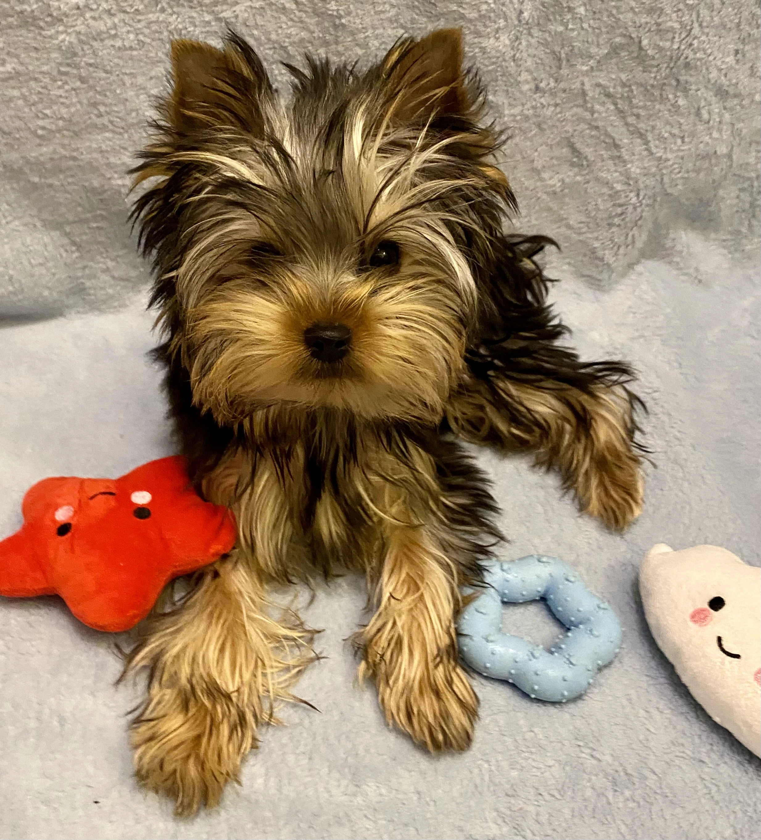 Yorkšírský terier s PP FCI