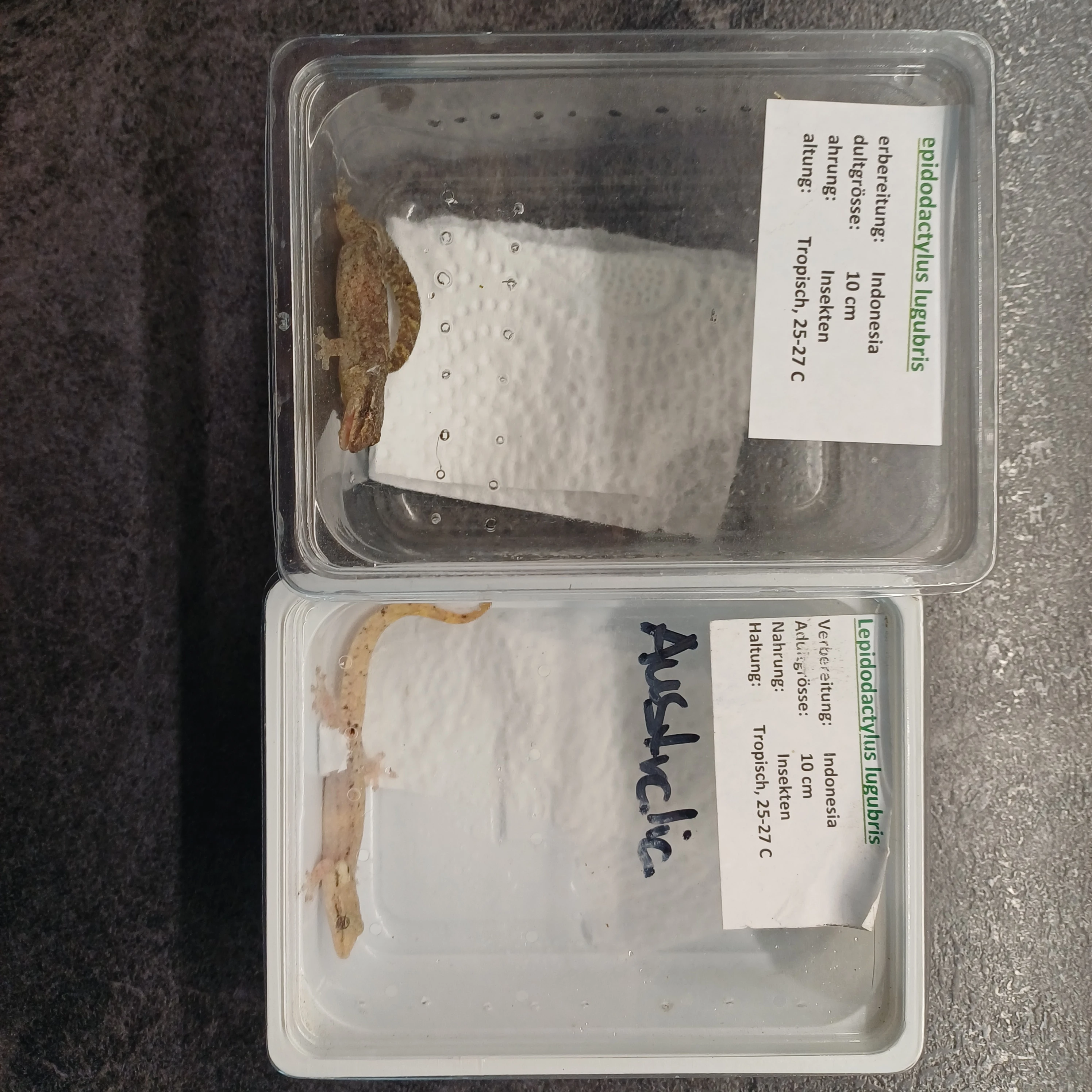 Prodám gekony panenské