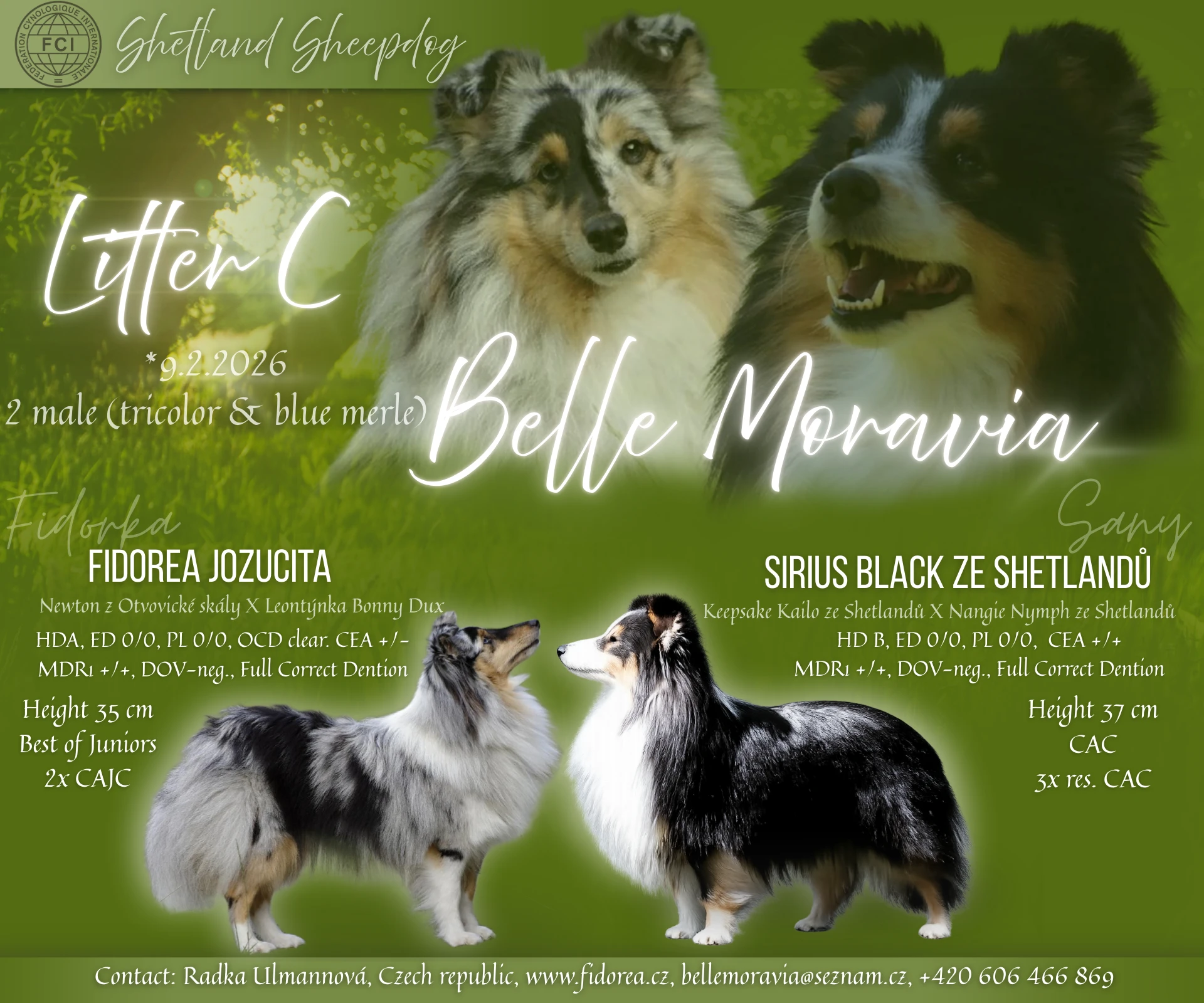 Štěňátka sheltie s PP - kluci