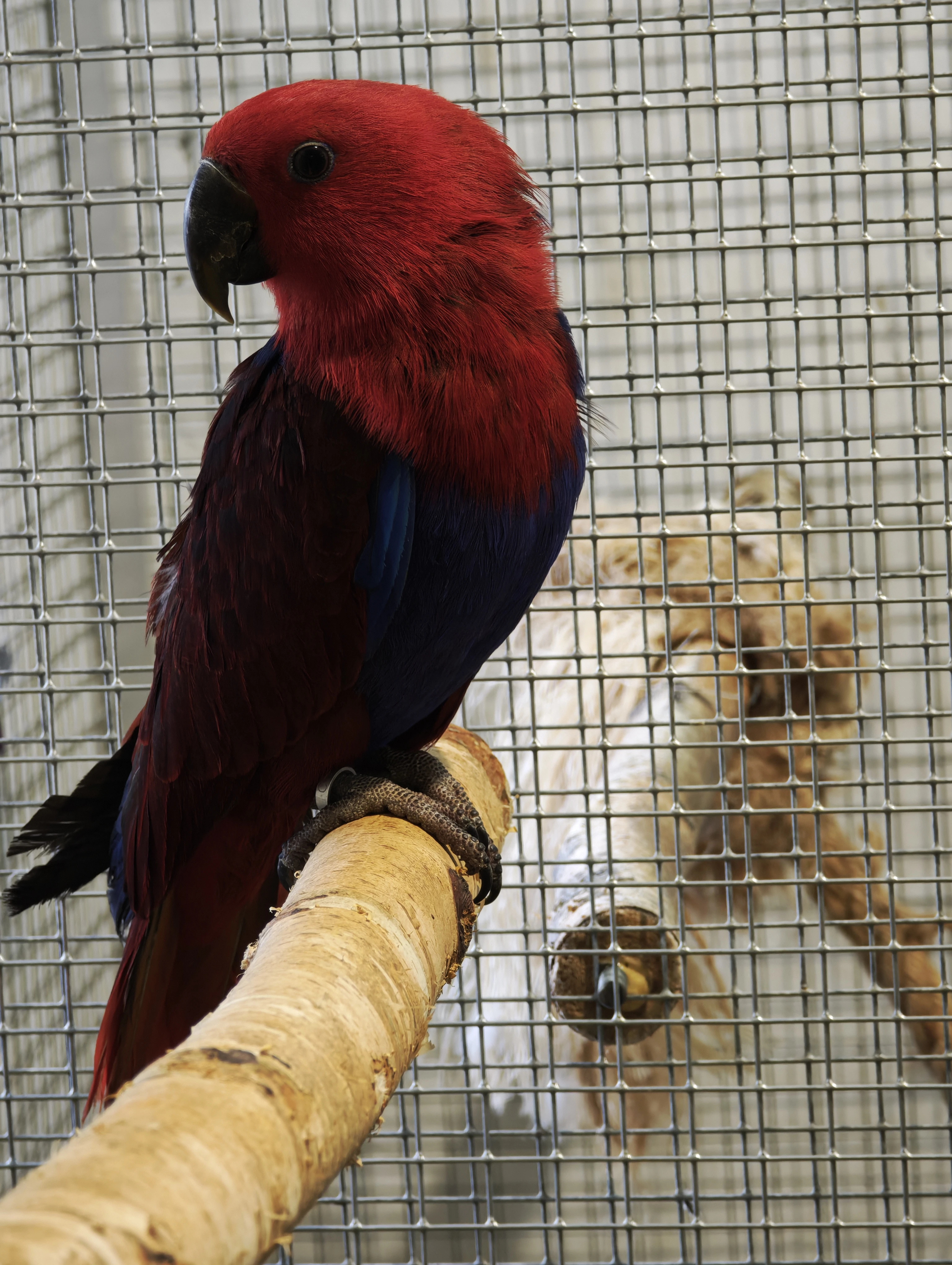 Samice Eklektus polychloros