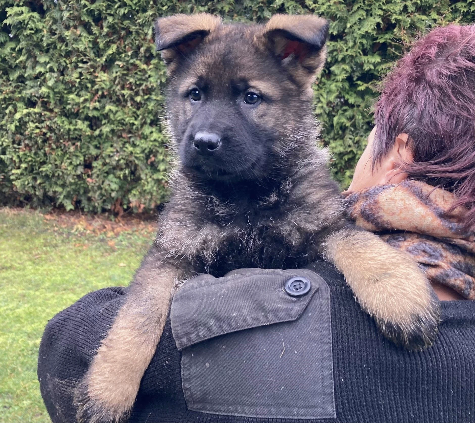 Německý ovčák mohutná fenka ihned k odběru