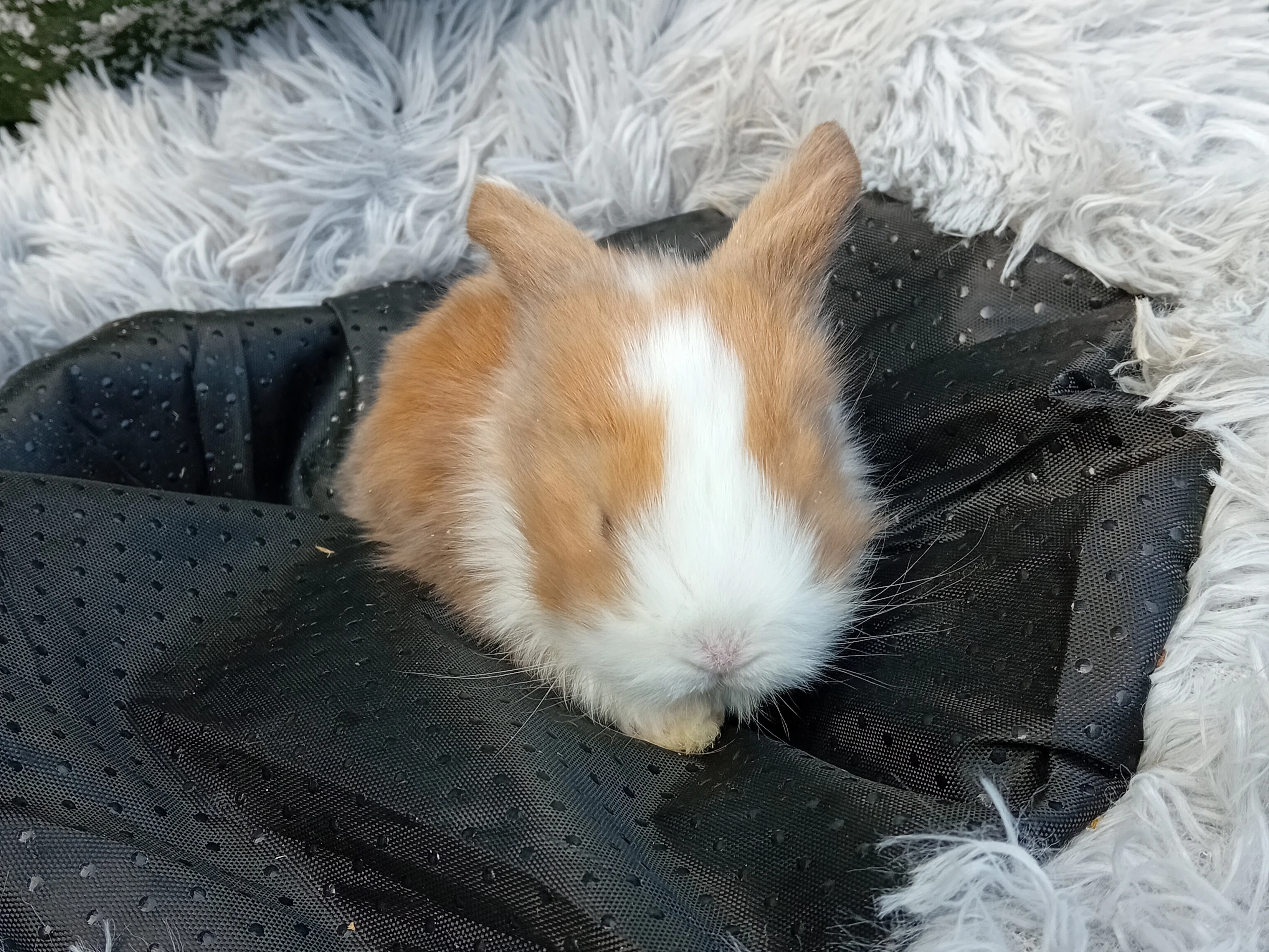 Zakrslý beránek F2