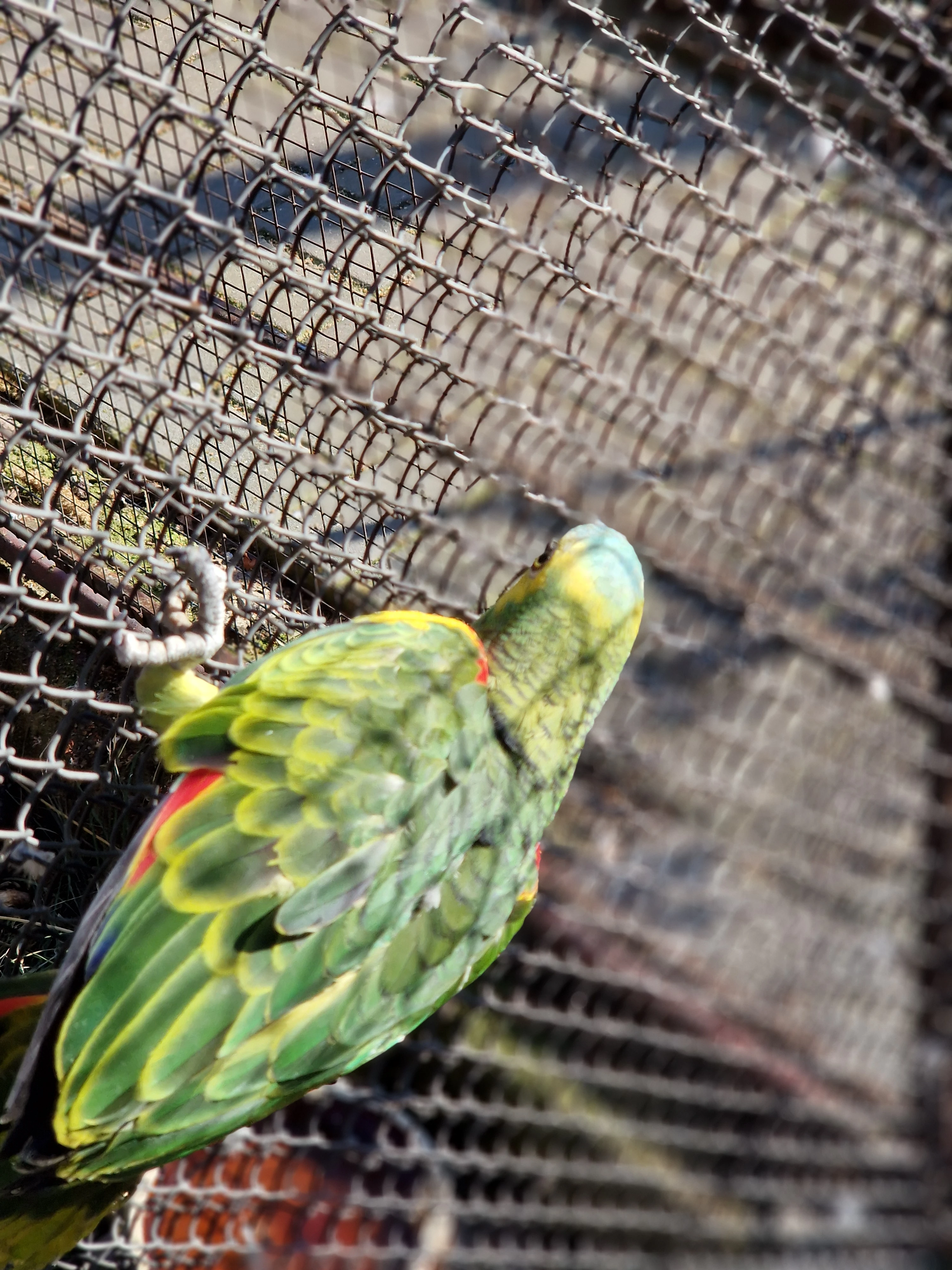 Amazoňan Modročelý