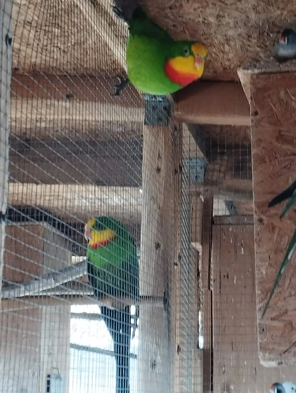 Prodám Papoušky Nádherné samce